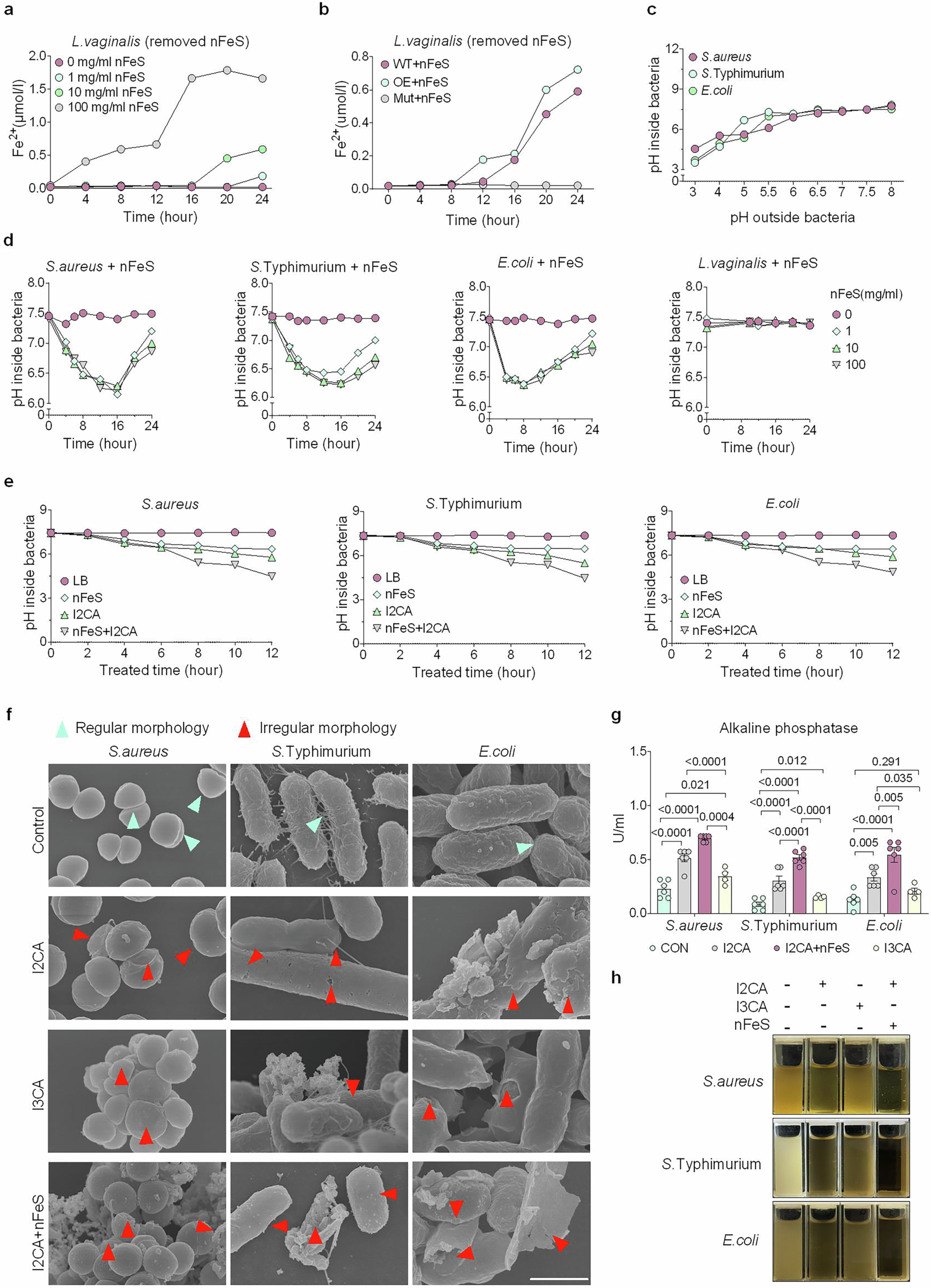 Extended Data Fig. 8: I2CA enables ferrous iron outside of L. vaginalis and synergizes with nFeS against pathogenic bacteria.
