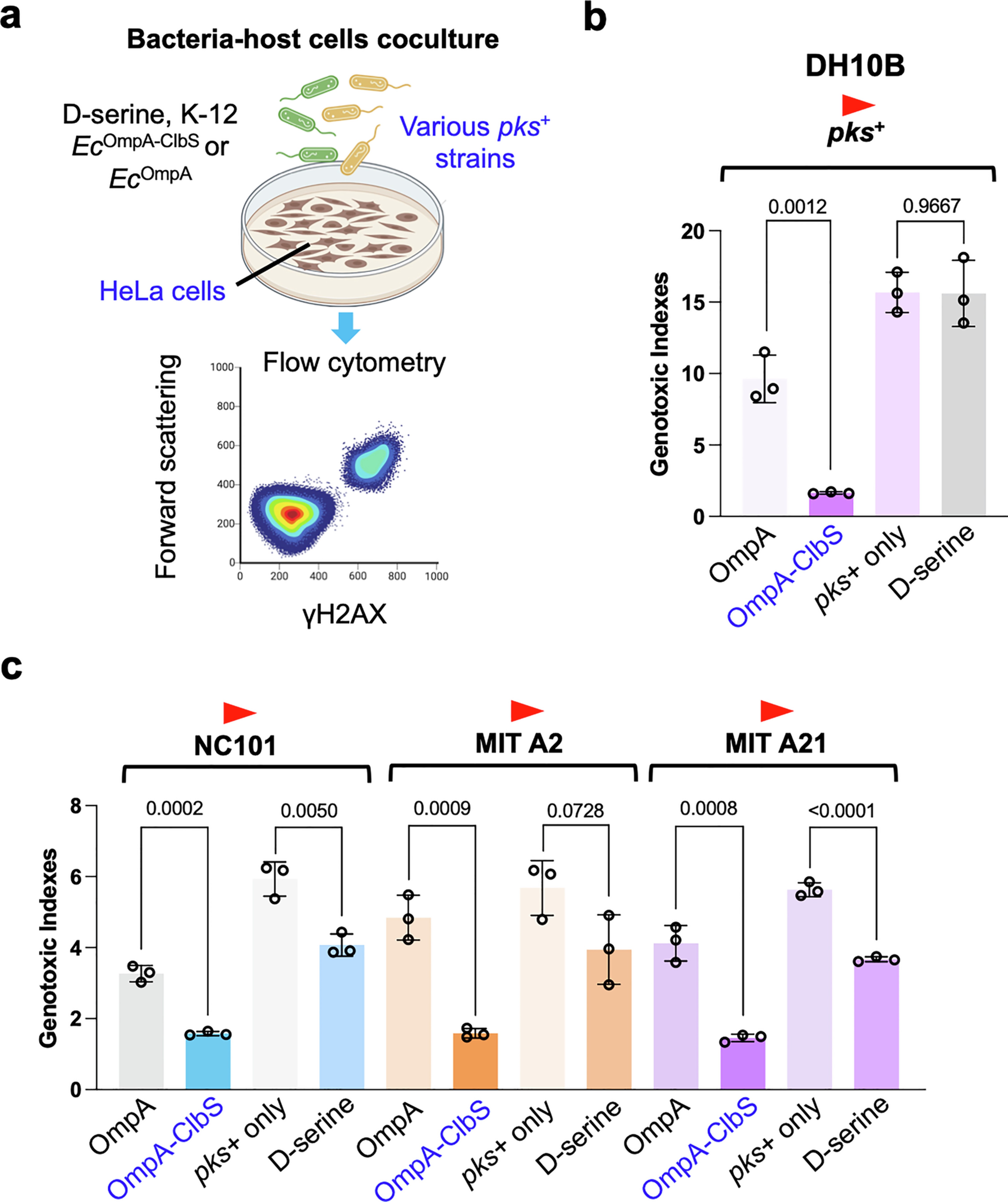 Extended Data Fig. 2: EcOmpA-ClbS is superior to D-serine, a small molecular inhibitor for colibactin biosynthesis, in suppressing genotoxicity induced by various pks+ E. coli.