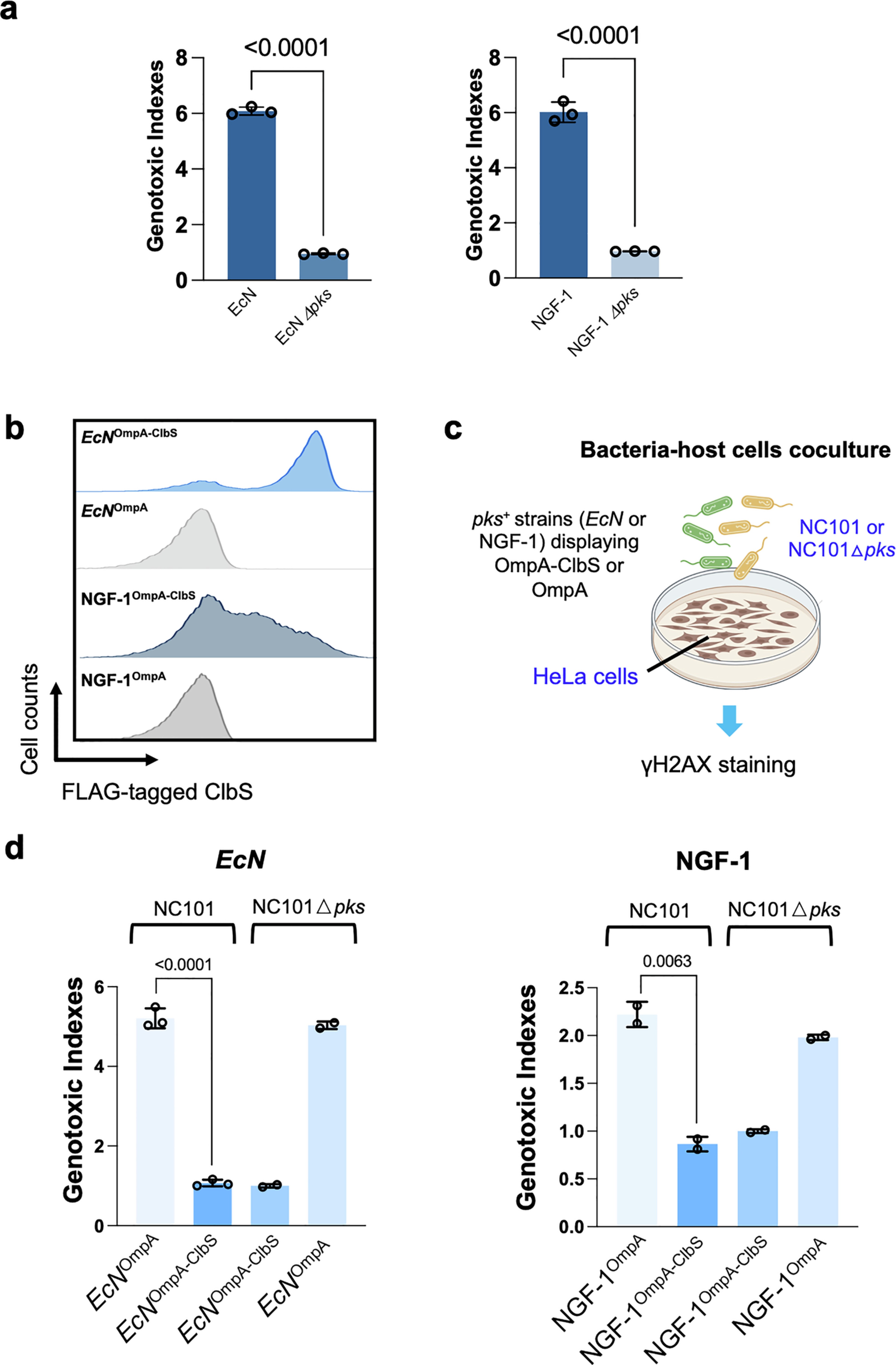 Extended Data Fig. 3: Surface display of ClbS in two pks+ E. coli chassis strains lower their intrinsic genotoxicity while exhibiting anti-colibactin activities against other pks+ bacteria.