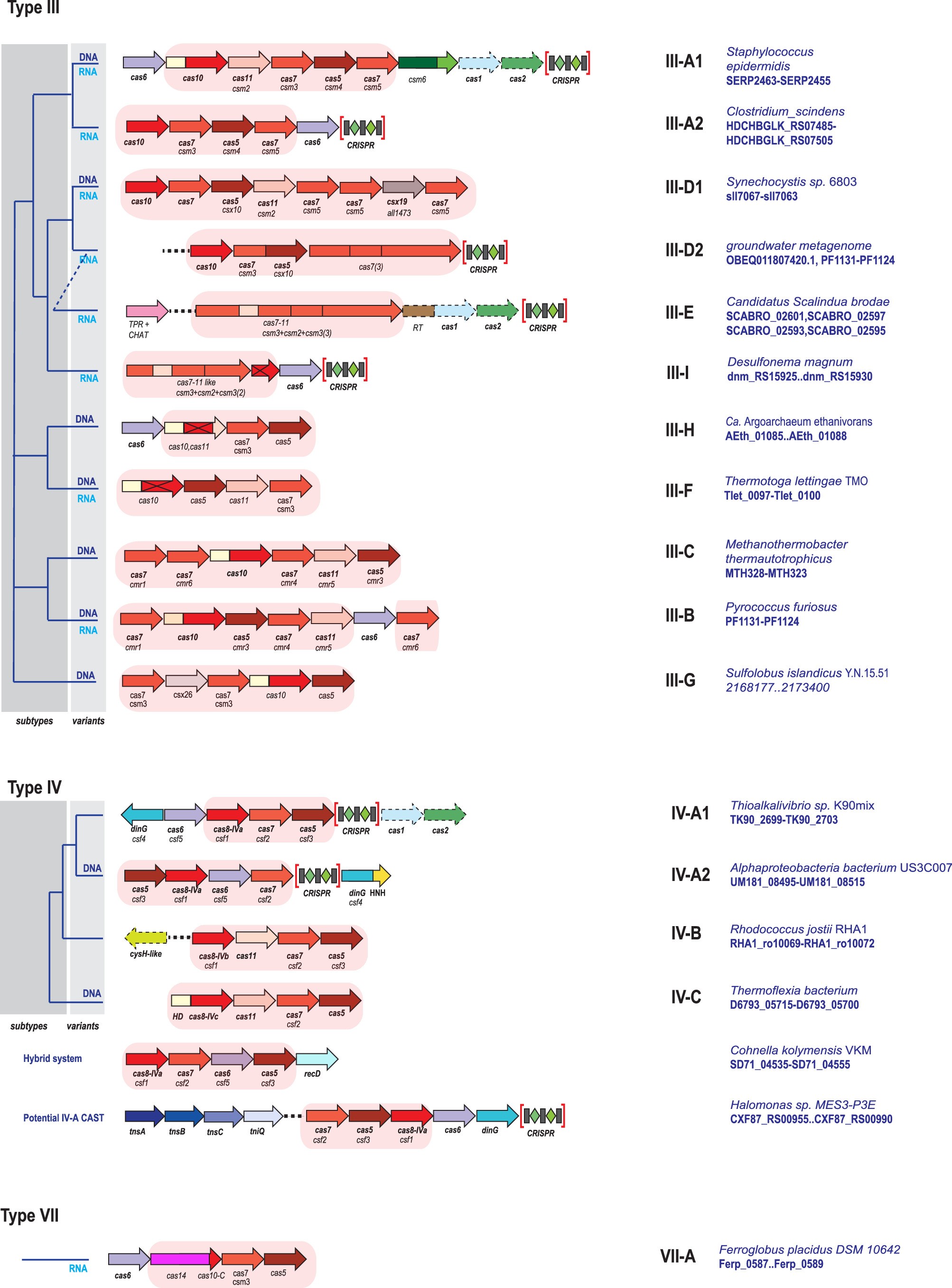 Extended Data Fig. 2: Updated classification of CRISPR types III, IV and VII CRISPR.