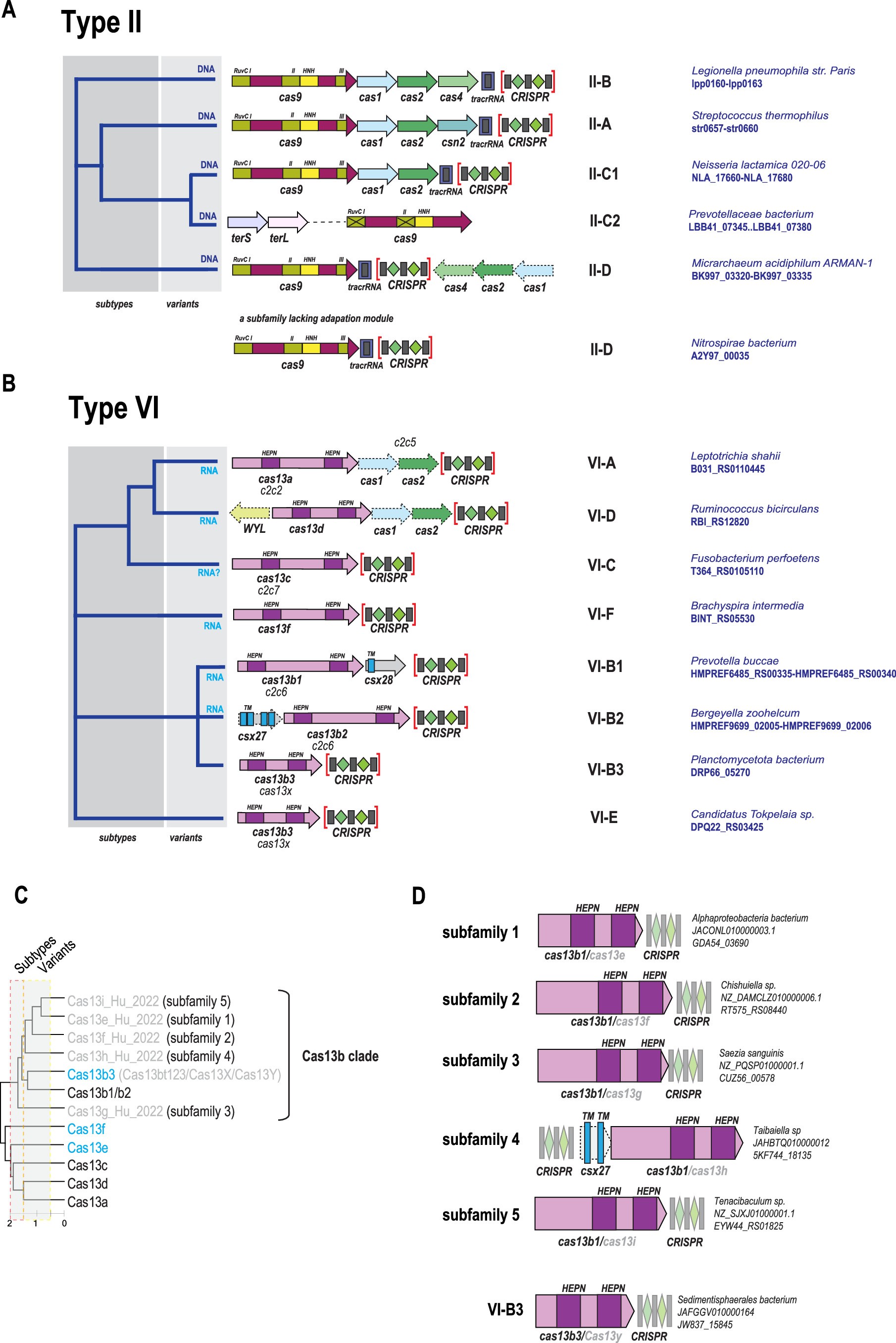 Extended Data Fig. 3: Updated classification of CRISPR types II and VI.