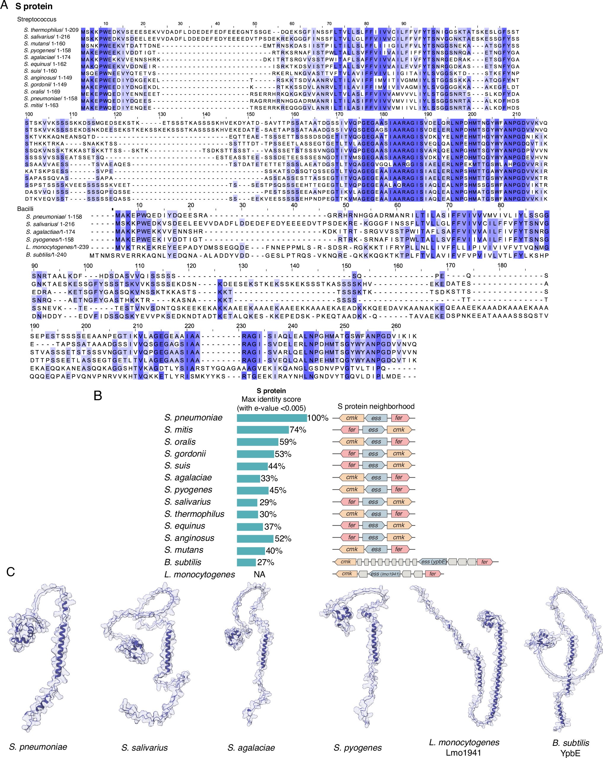 Extended Data Fig. 1: S protein conservation in Bacilli.