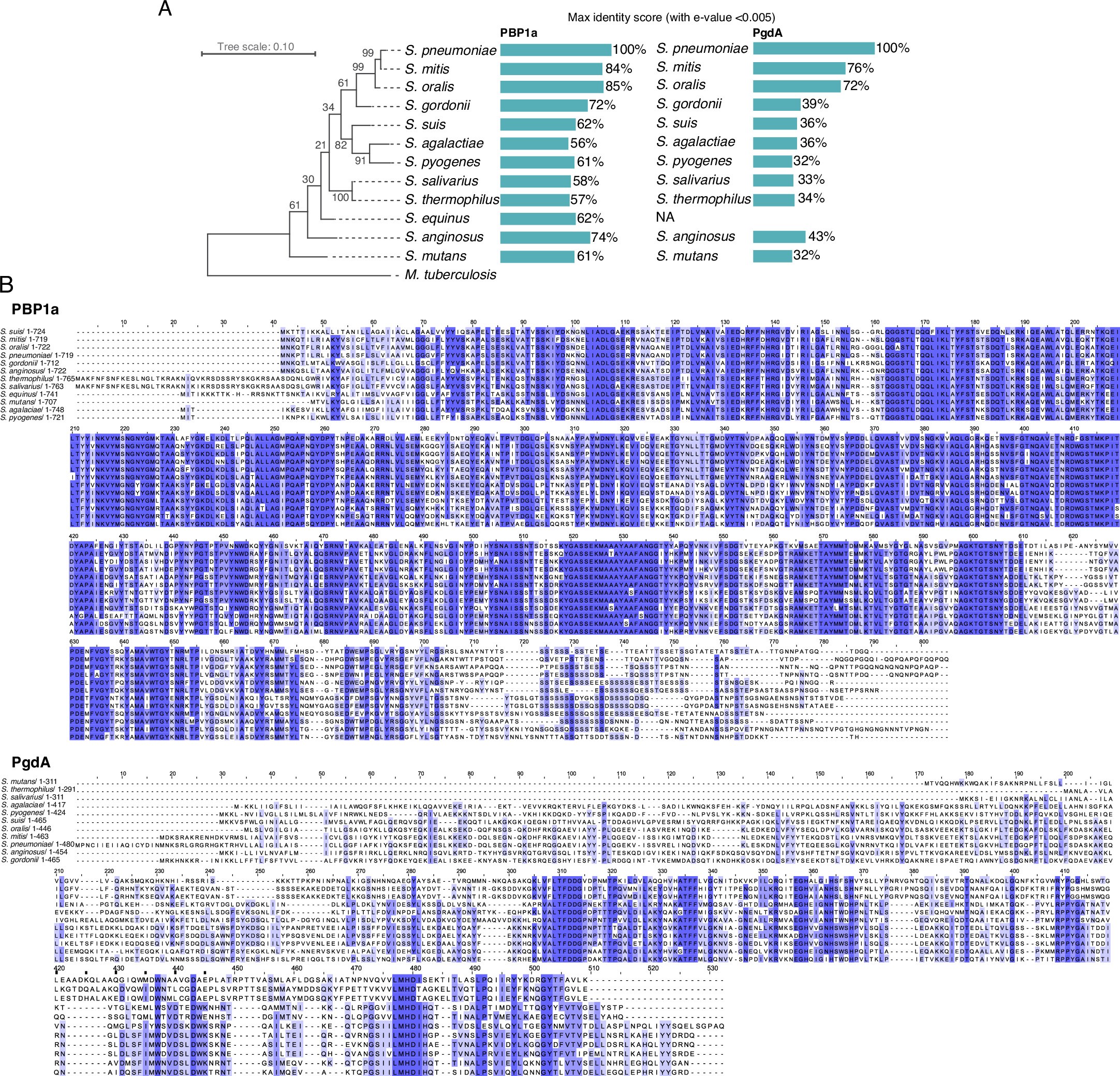 Extended Data Fig. 2: PBP1a and PgdA conservation in Streptococci.