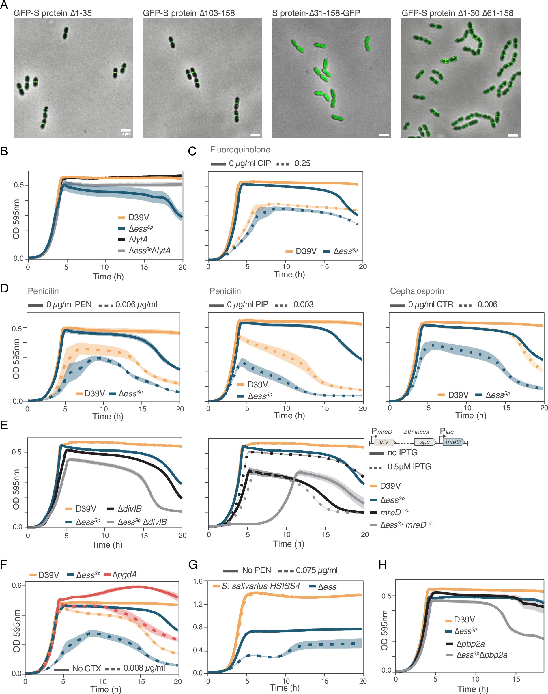 Extended Data Fig. 3: S protein localization, susceptibility to divers antibiotics and co-deletions.
