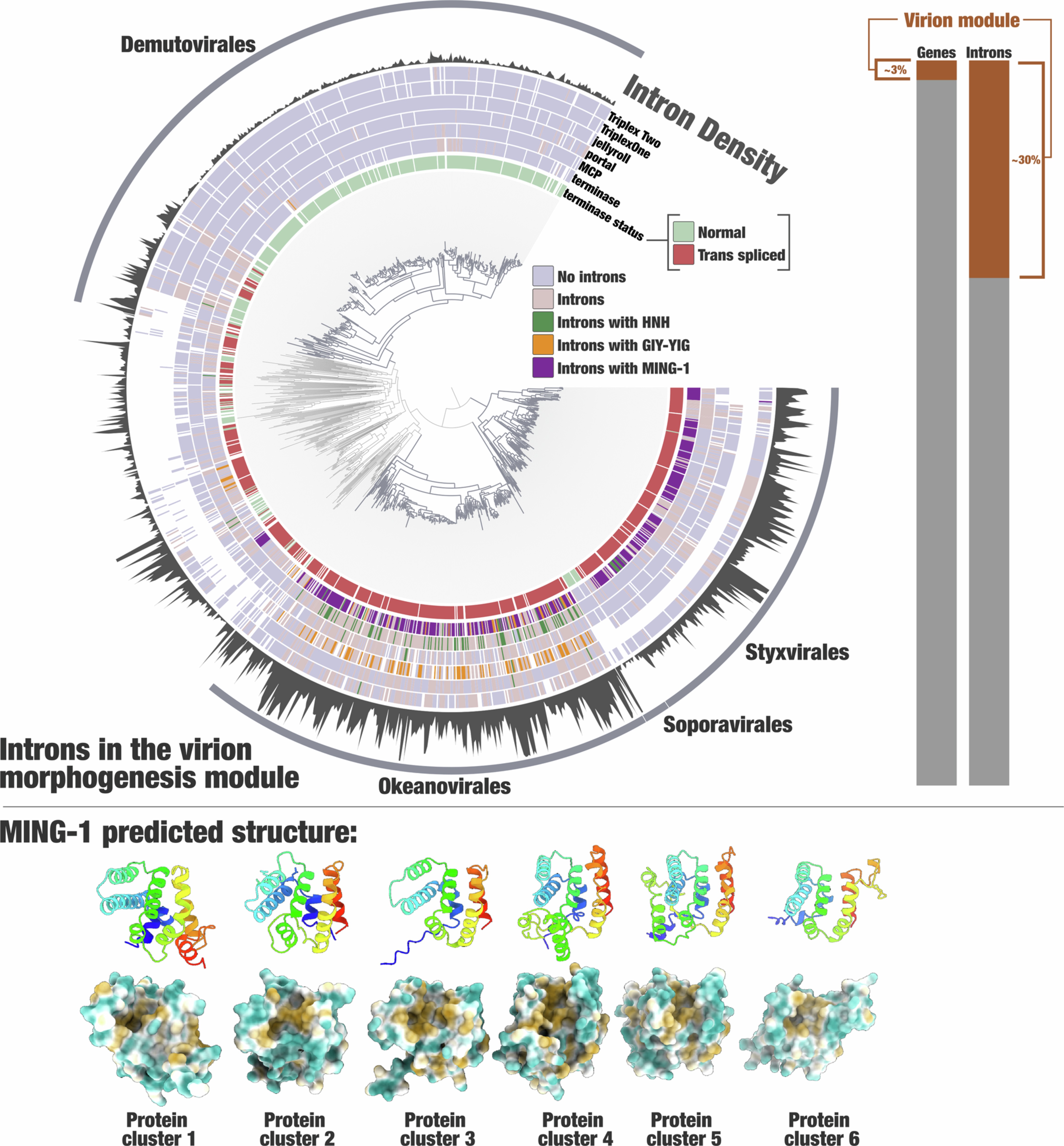 Extended Data Fig. 7: Introns in the virion morphogenesis module of Mirusviricota.