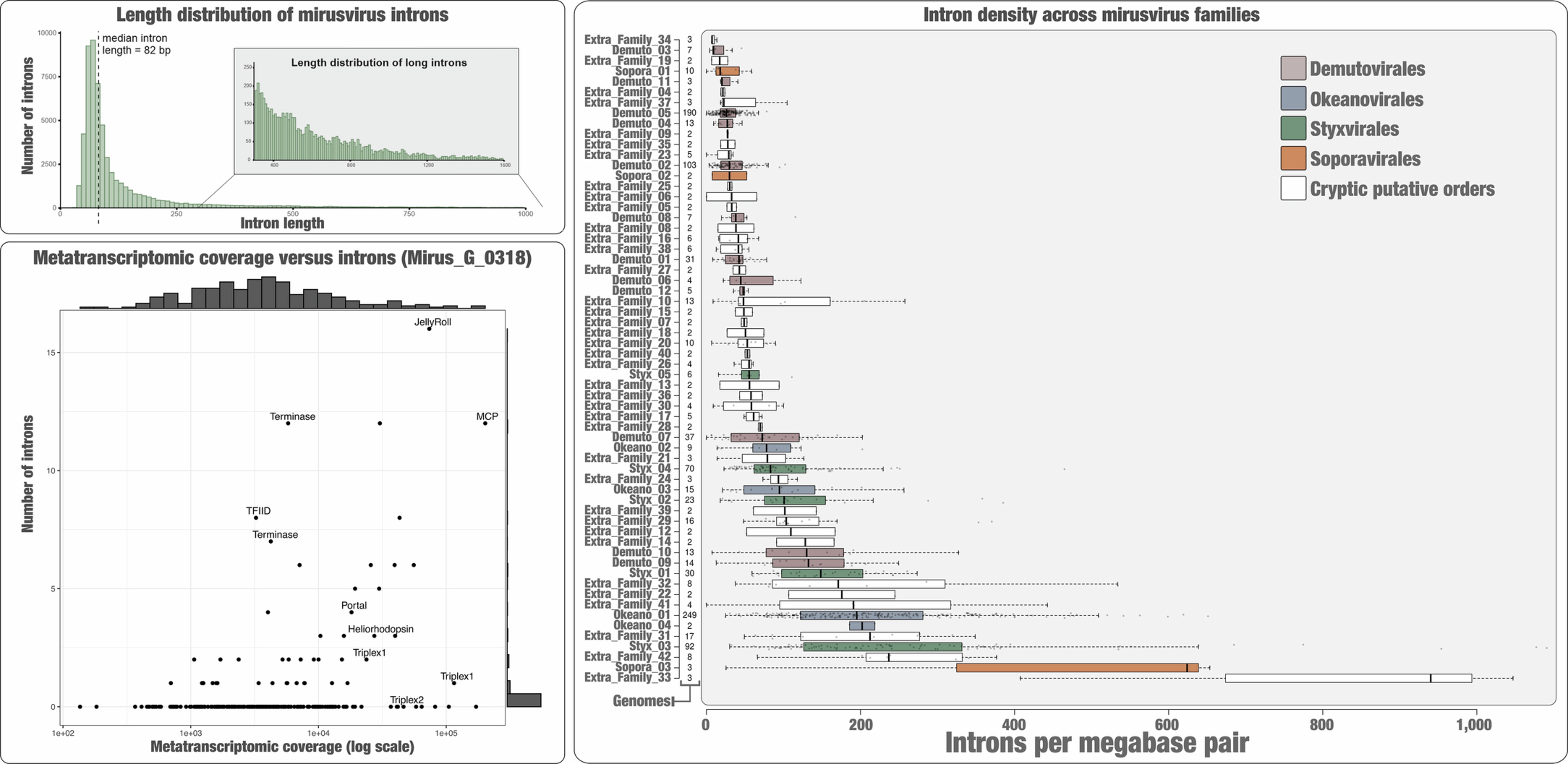 Extended Data Fig. 3: Mirusviricota introns.