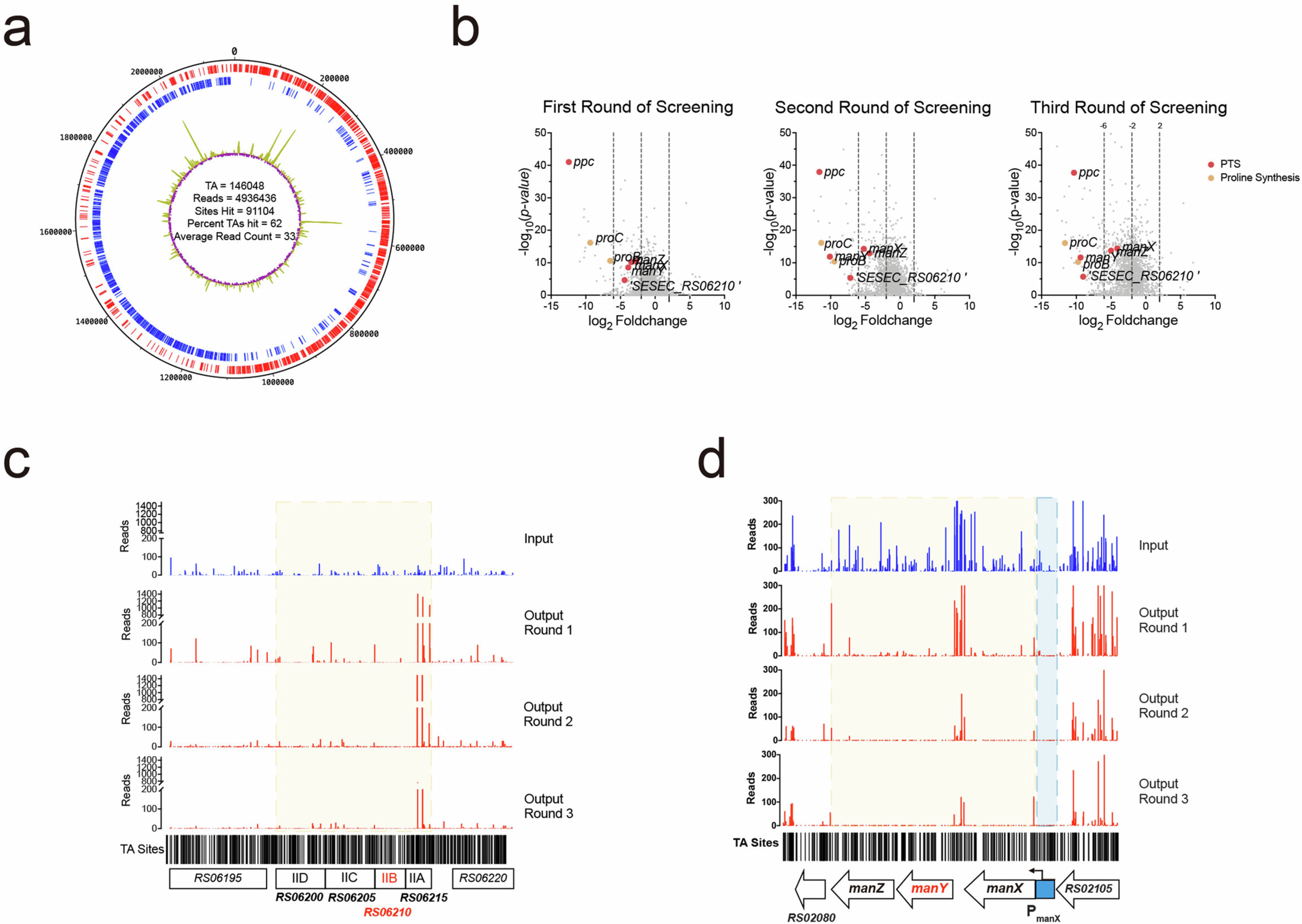 Extended Data Fig. 3: Construction and screening of transposon insertion library.