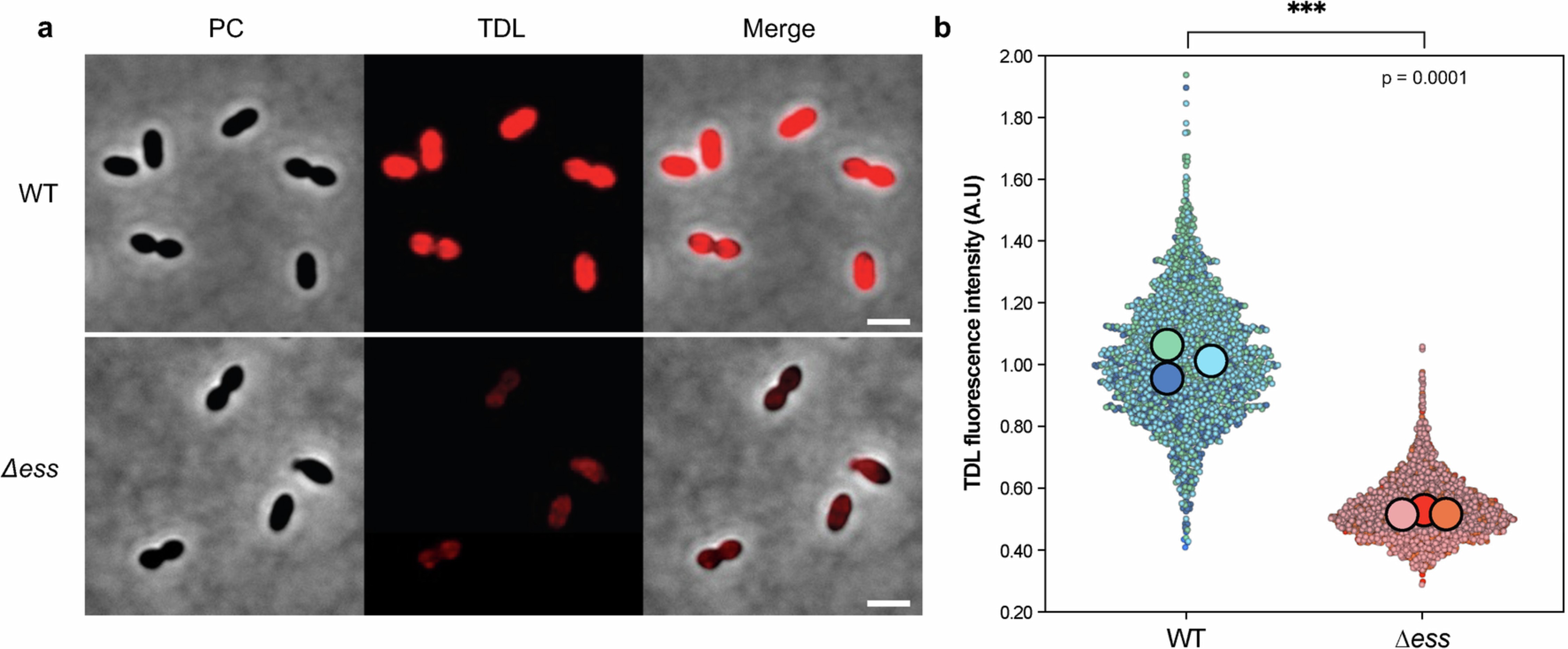 Extended Data Fig. 4: Minicell-like compartment formation results from aberrant ectopic division septa and the absence of S Protein leads to reduced TDL incorporation.