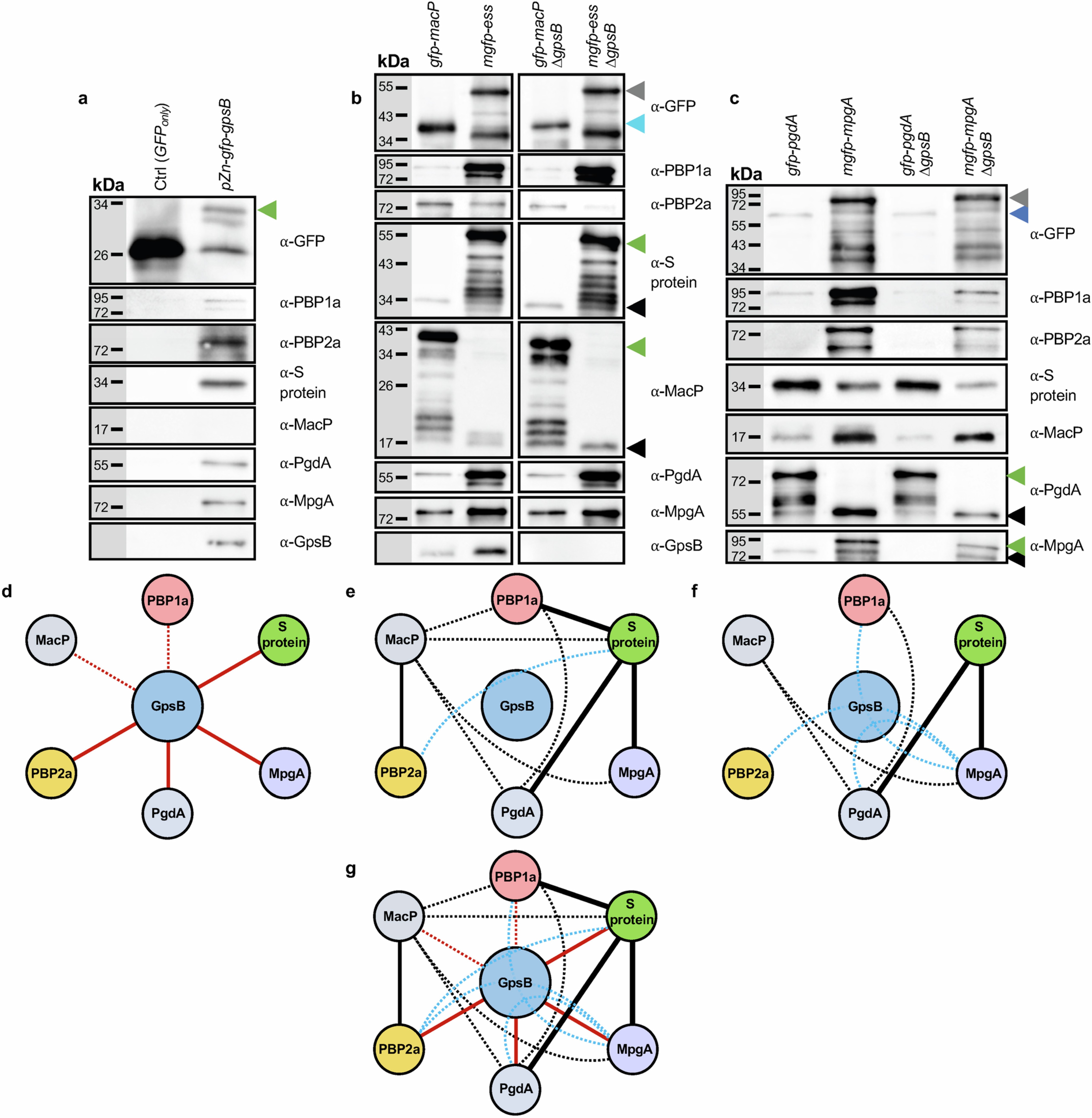 Extended Data Fig. 8: Western immunoblots revealing the interactions between GpsB, PBP1a, PBP2a, S Protein, MacP, MpgA and PgdA.