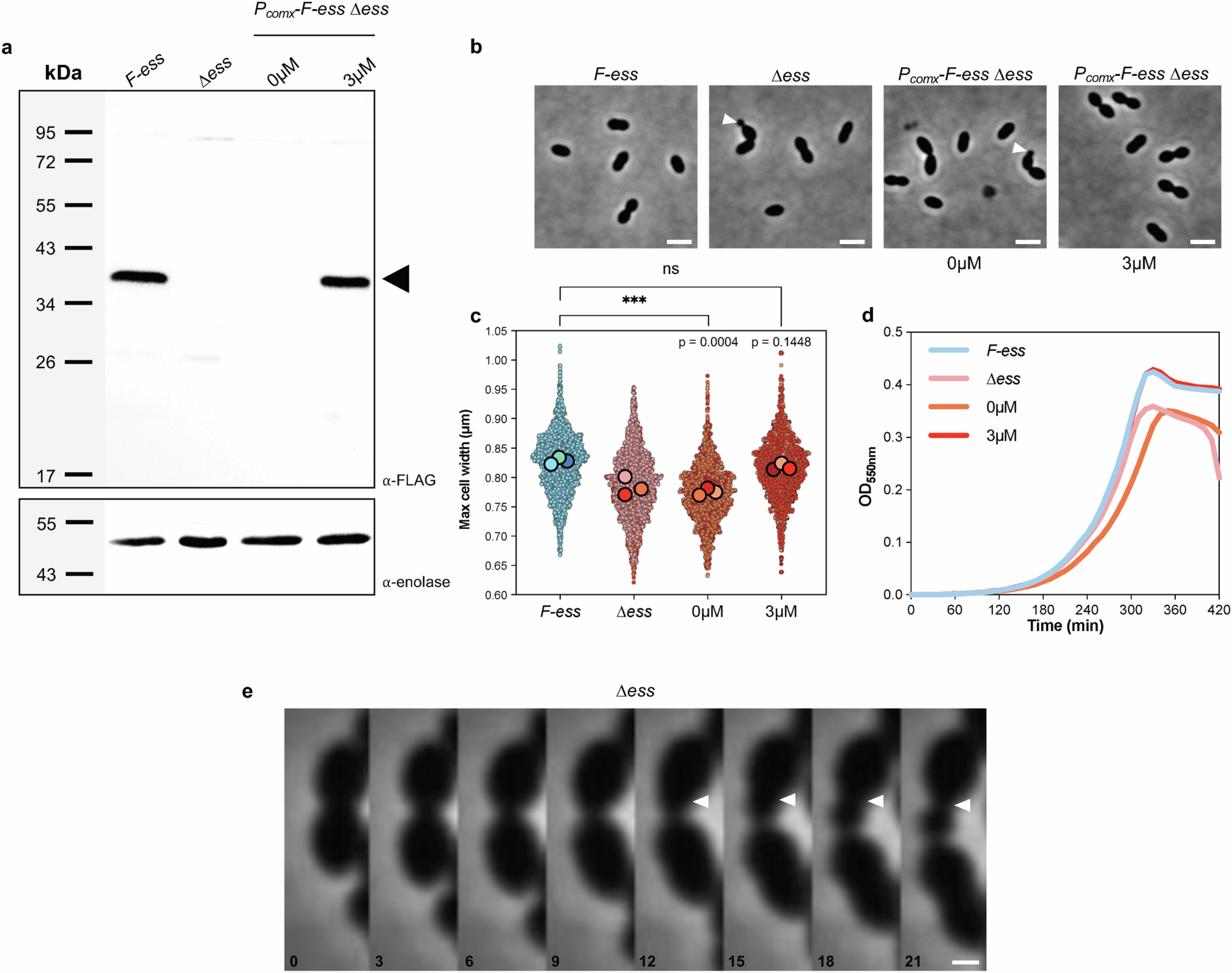 Extended Data Fig. 3: Expression, cell growth and cell morphology of FLAG-ess and PcomX-FLAG-ess ∆ess cells.