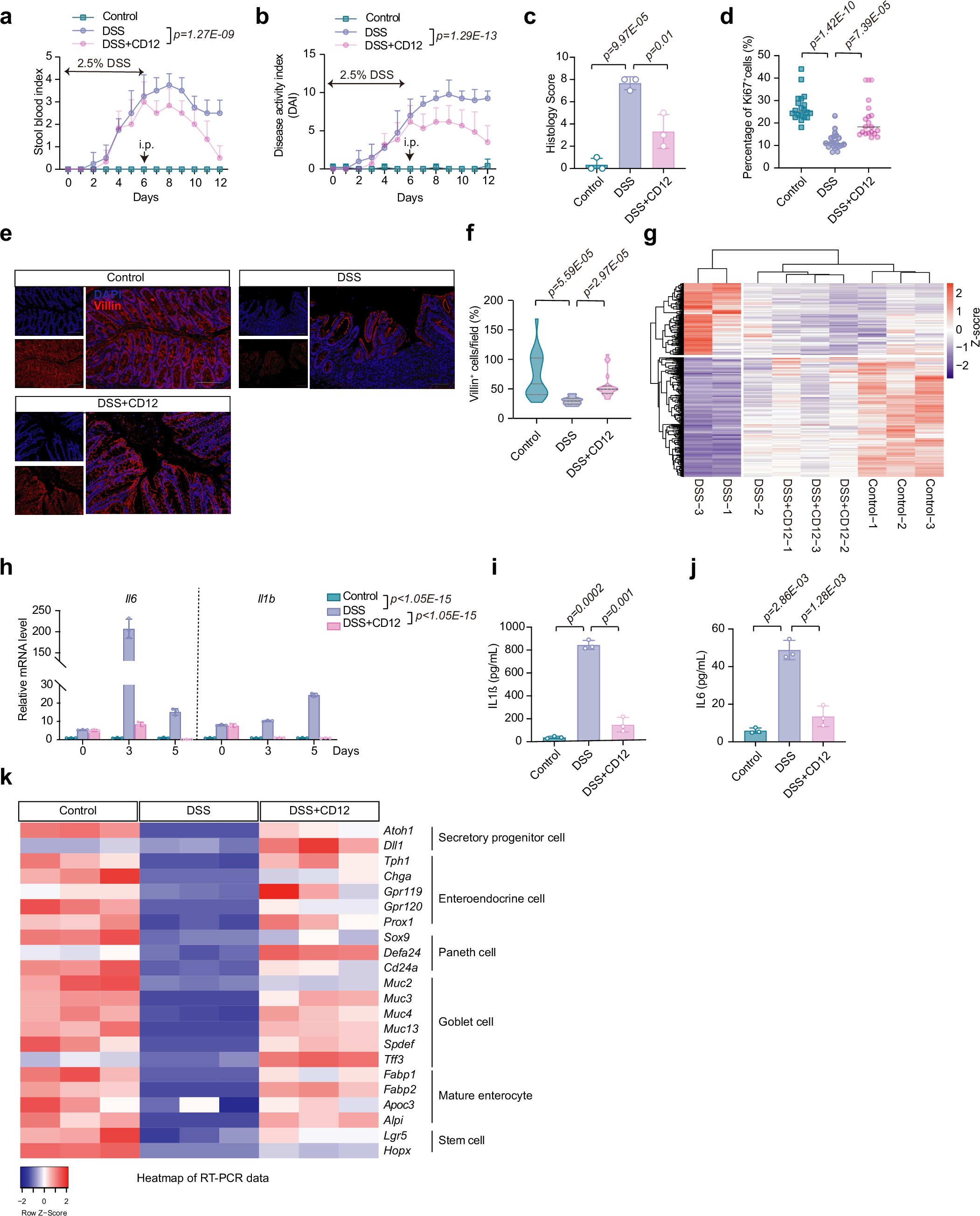 Extended Data Fig. 4: CD12 attenuates colonic inflammation and promotes tissue regeneration.