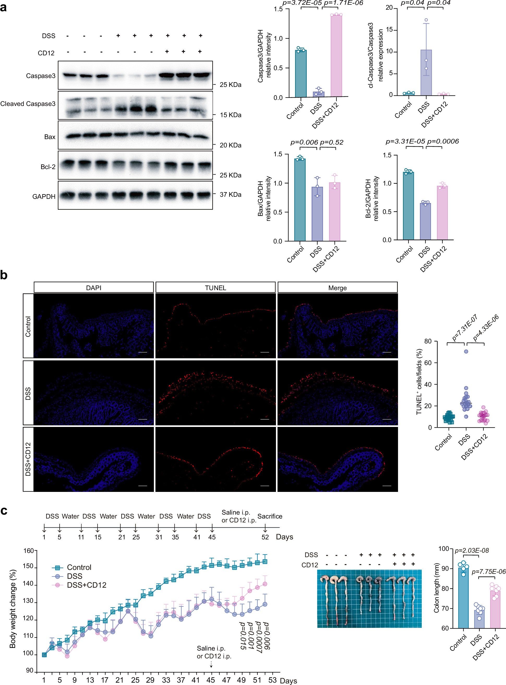 Extended Data Fig. 5: CD12 reduces apoptosis in the colonic tissue during DSS-induced injury.