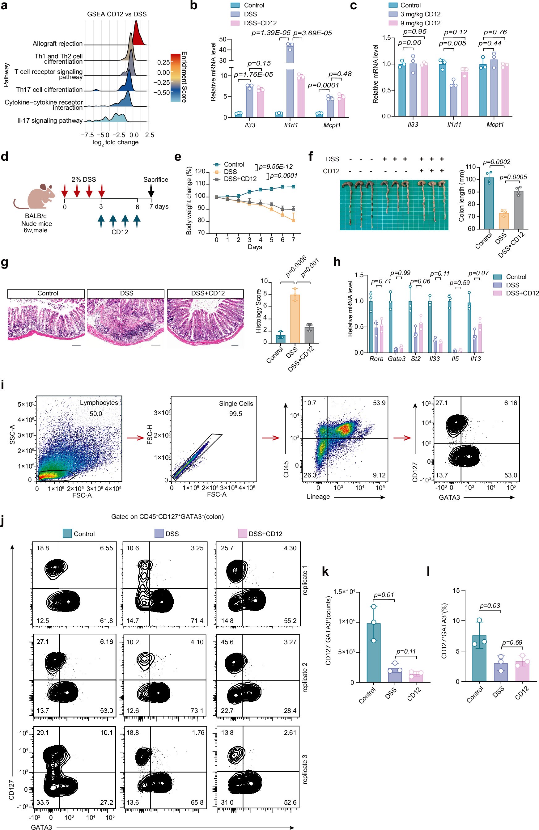 Extended Data Fig. 7: CD12 promotes intestinal regeneration in BALB/c nude mice.