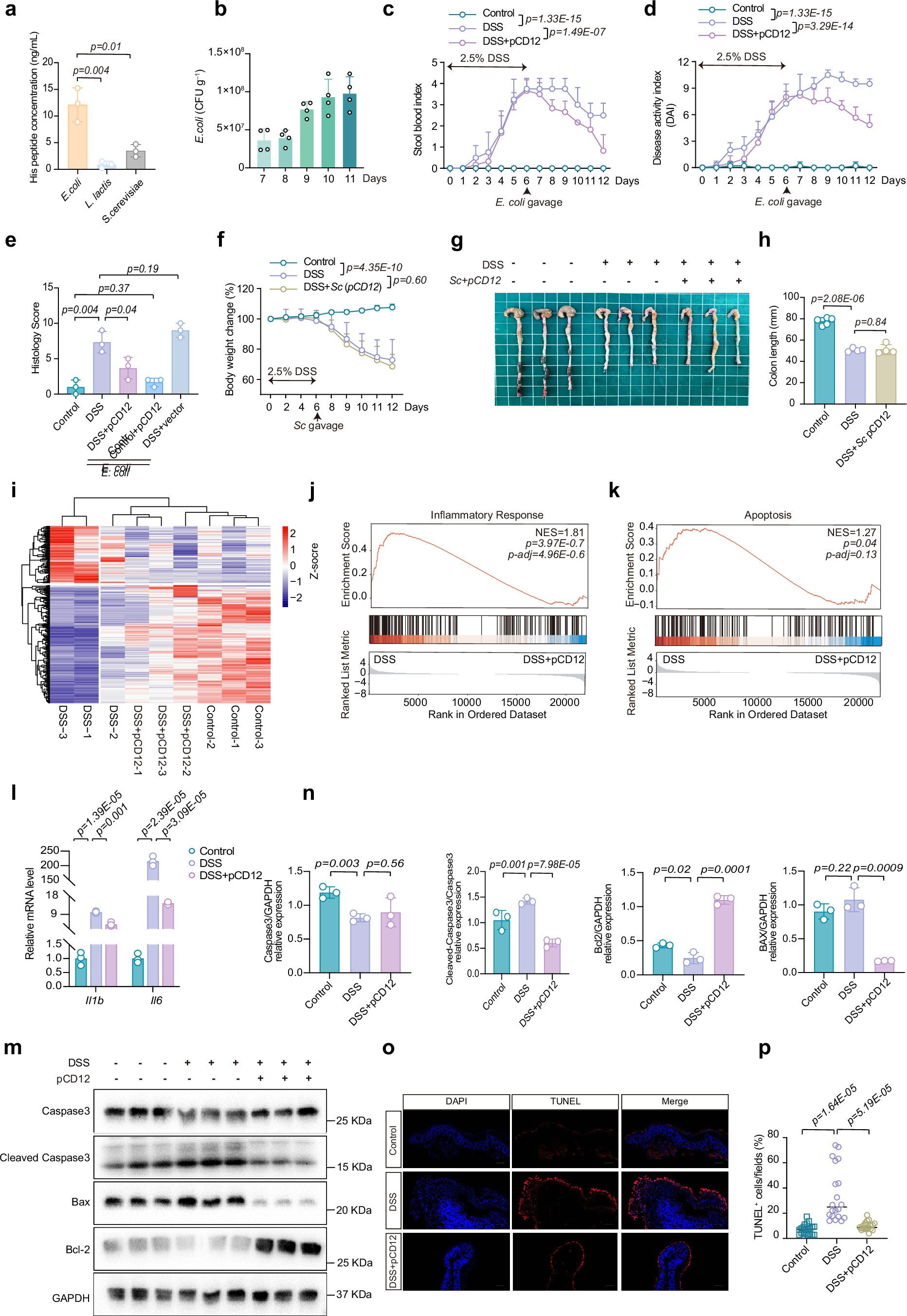 Extended Data Fig. 8: Functional validation of probiotic CD12 in DSS-induced colitis and its attenuation of inflammation and apoptosis.