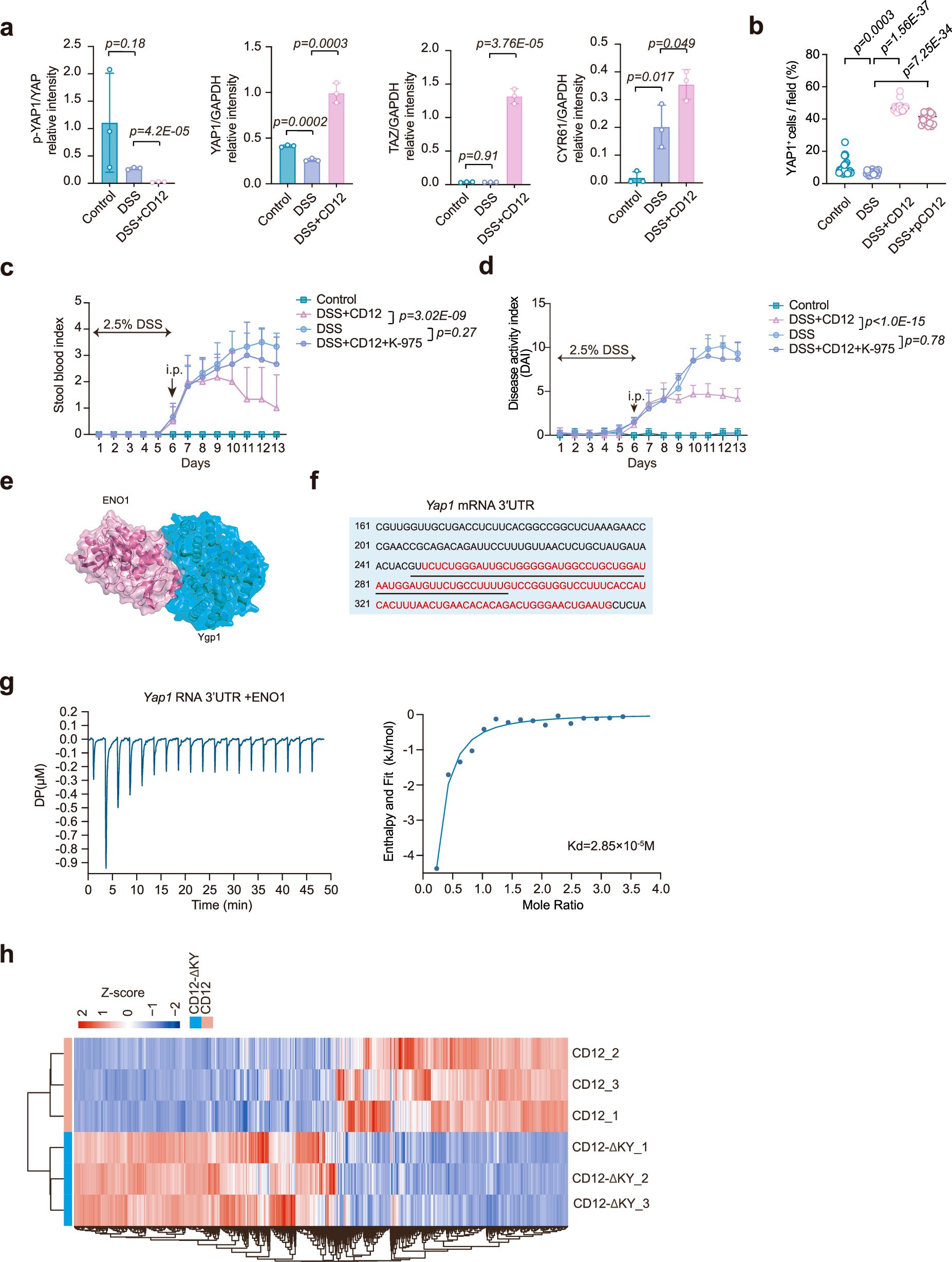 Extended Data Fig. 10: CD12 promotes YAP1 protein levels by binding ENO1 and enhancing its interaction with Yap1 3’UTR.