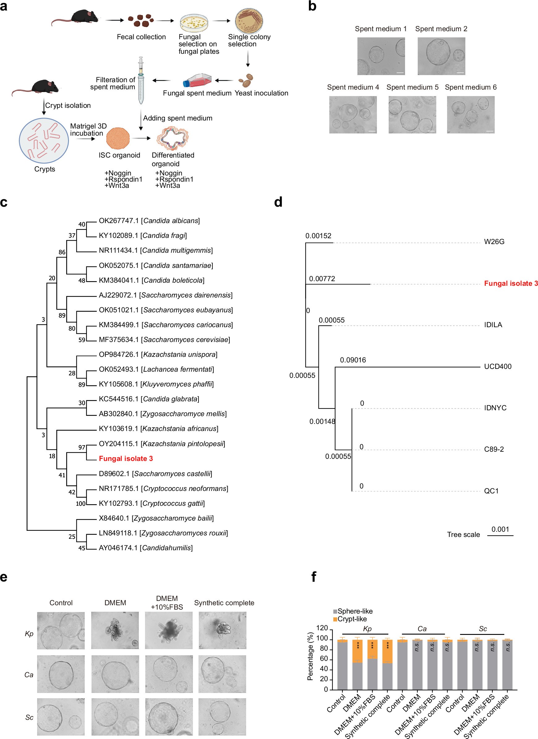 Extended Data Fig. 1: Phylogenetic and functional screening of fungal isolates for IO differentiation-inducing activity.