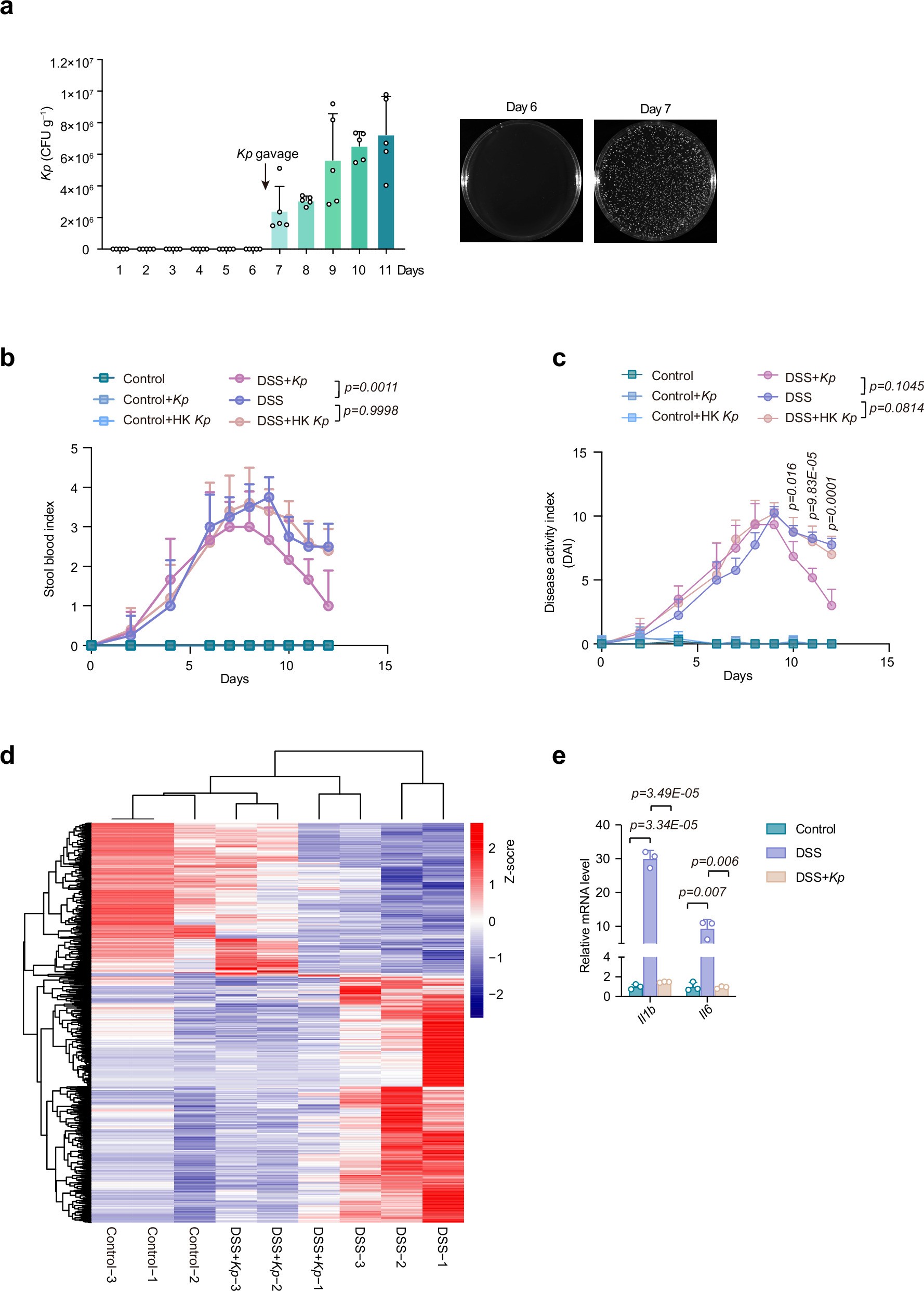 Extended Data Fig. 2: CD12 alleviates colonic inflammation in DSS-induced colitis.