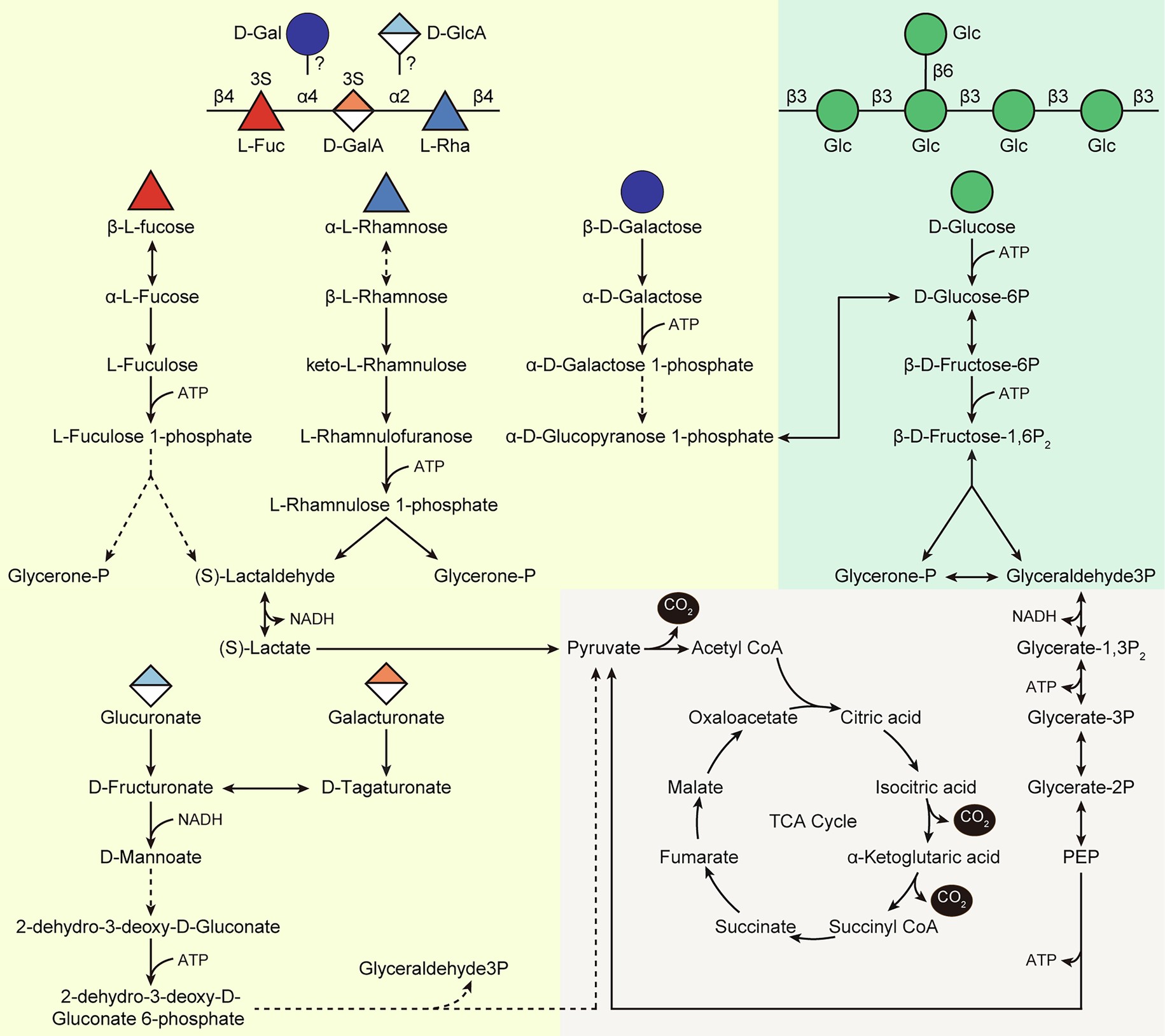 Extended Data Fig. 10: Reconstructed metabolic pathways for six monosaccharides in V_227.