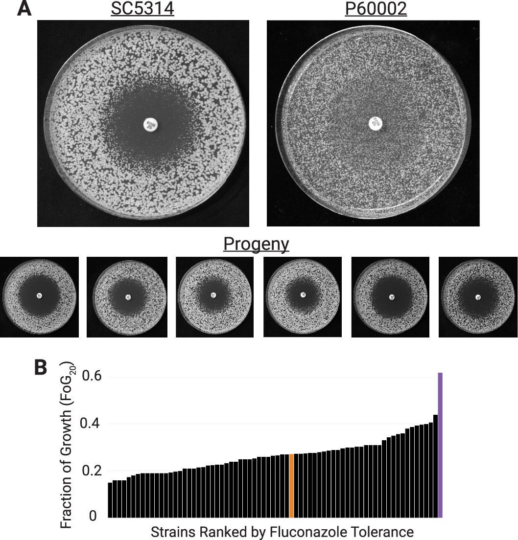 Extended Data Fig. 10: Drug tolerances in SC5314xP60002 parasexual progeny are closer to those of SC5314 than P60002.
