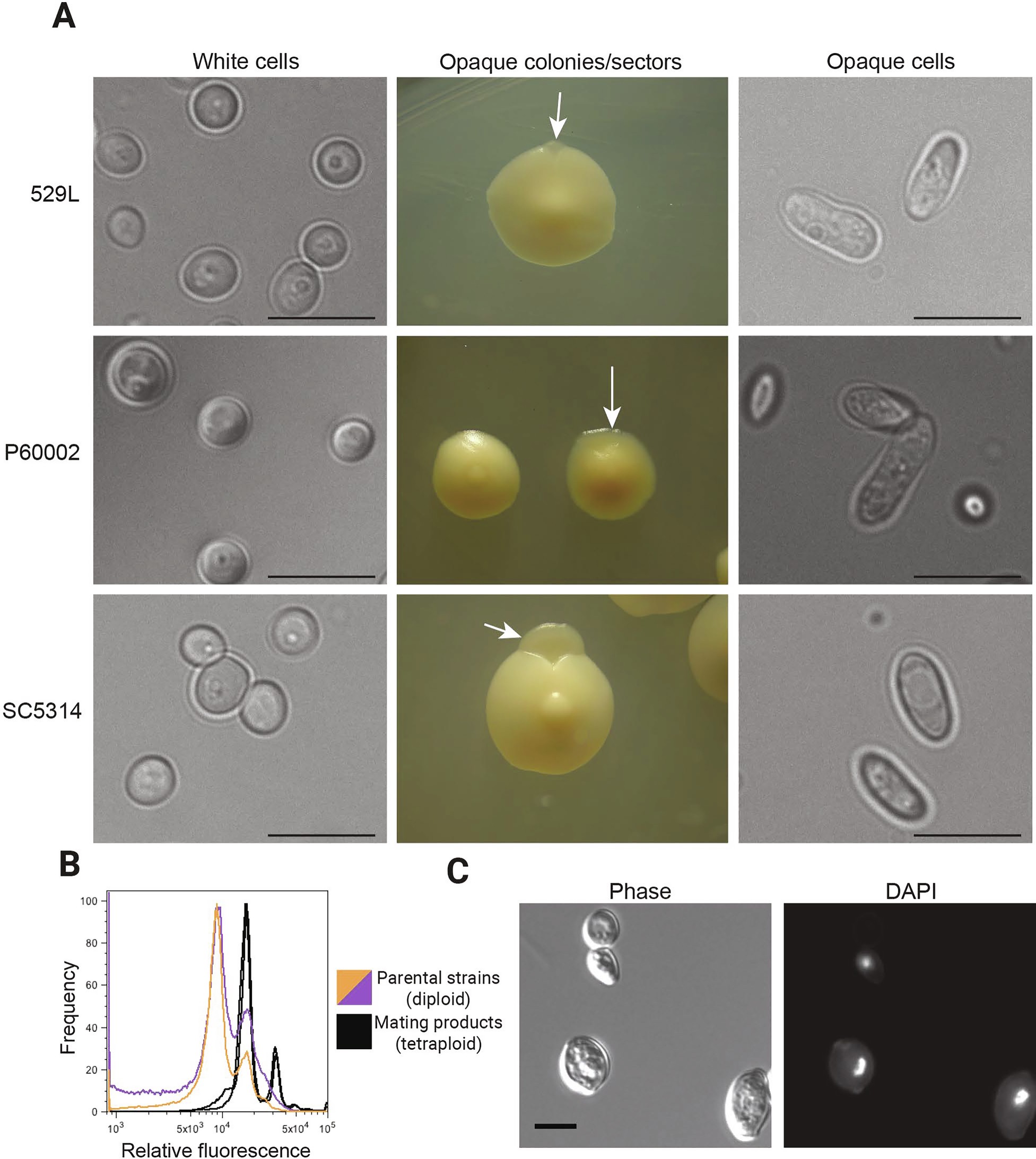 Extended Data Fig. 1: Mating of clinical C. albicans strains.
