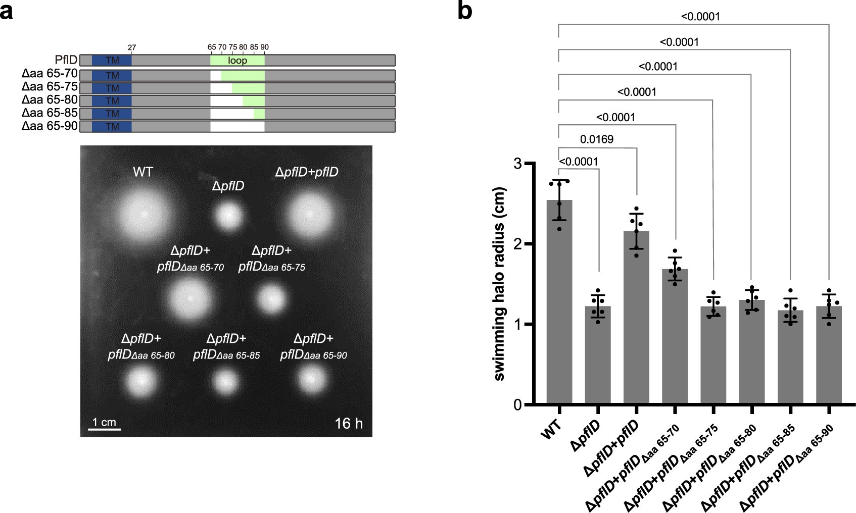 Extended Data Fig. 6: Motility assay of PflD-loop truncation and PilP-loop exchange.