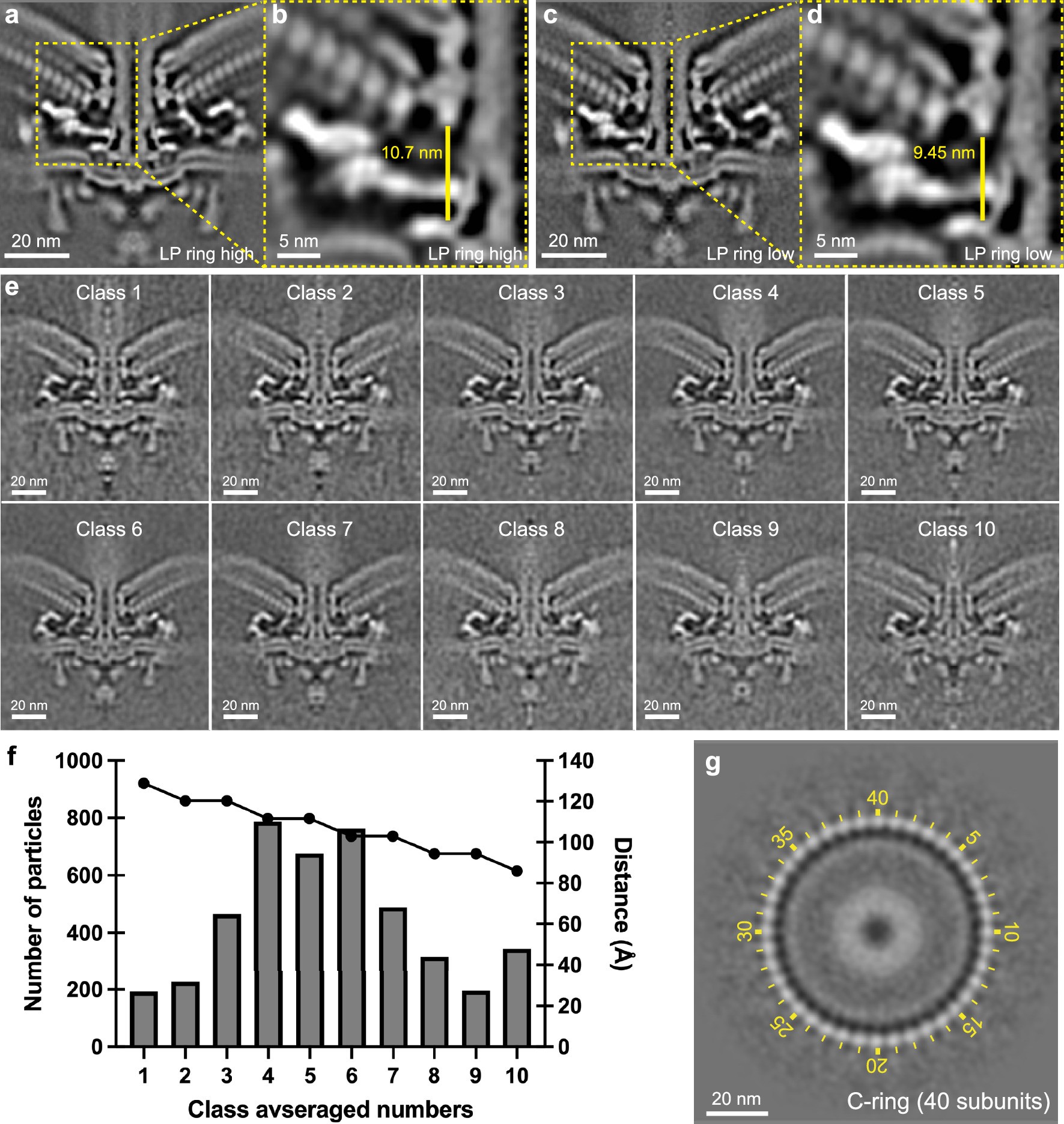 Extended Data Fig. 8: Dynamic changes and C-ring symmetry of Campylobacter jejuni motor.