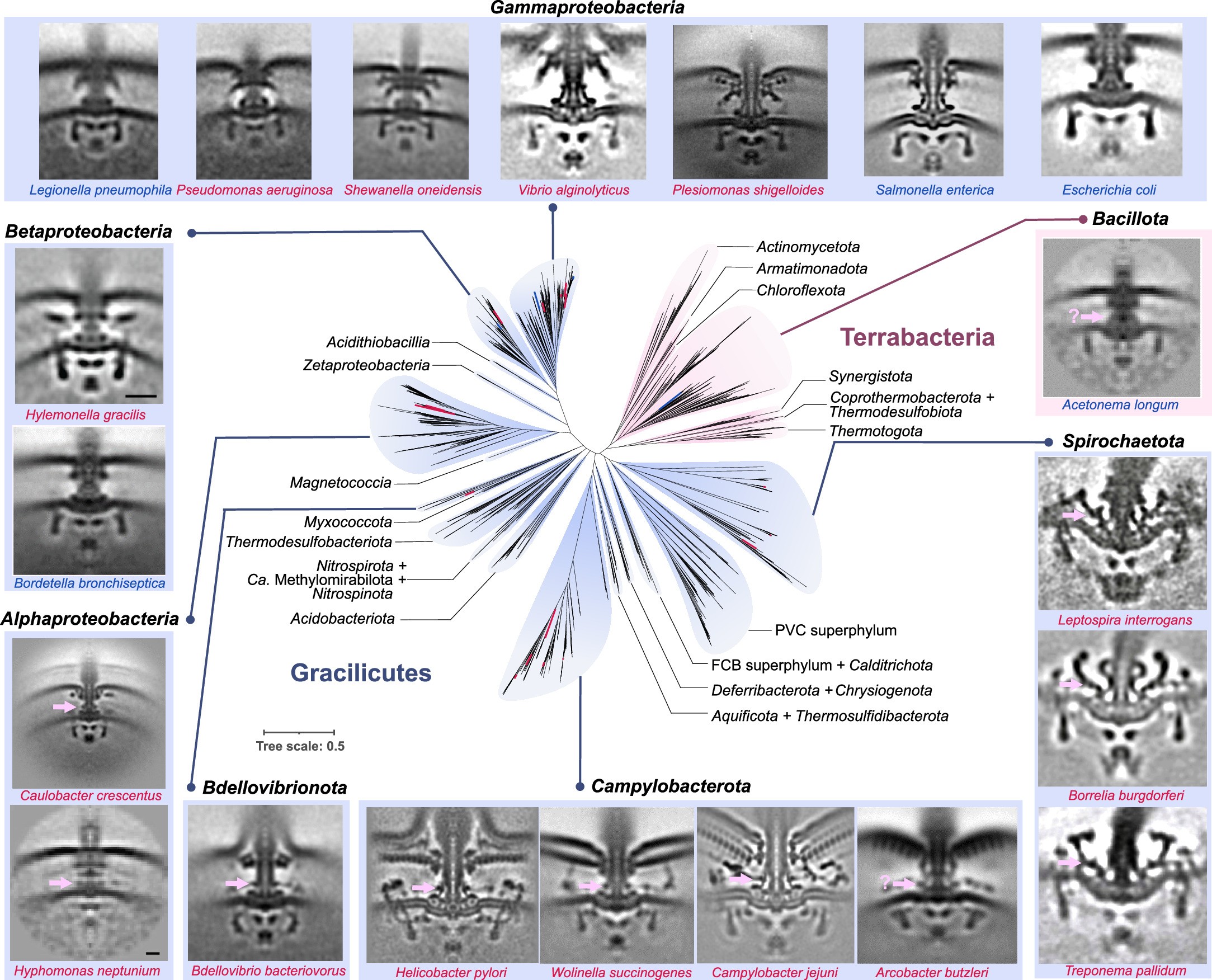 Extended Data Fig. 10: Summary of motor structures imaged by cryo-ET and mapped to bacterial species tree.