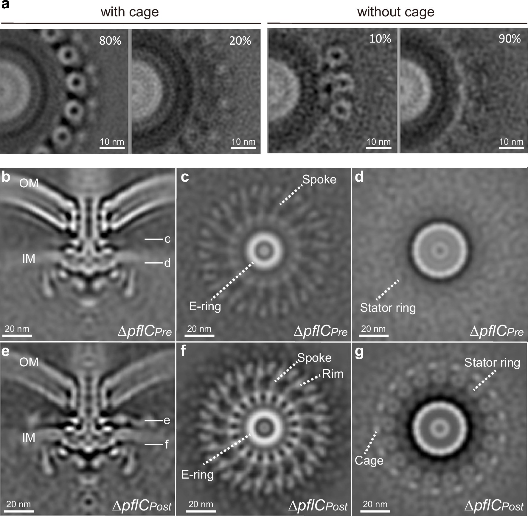 Extended Data Fig. 2: Stator occupancy and motility of Campylobacter jejuni wild type and mutants.