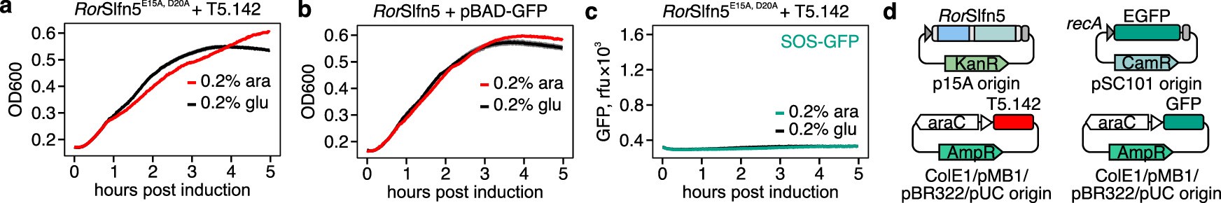 Extended Data Fig. 5: RorSlfn5 activation does not trigger SOS response.