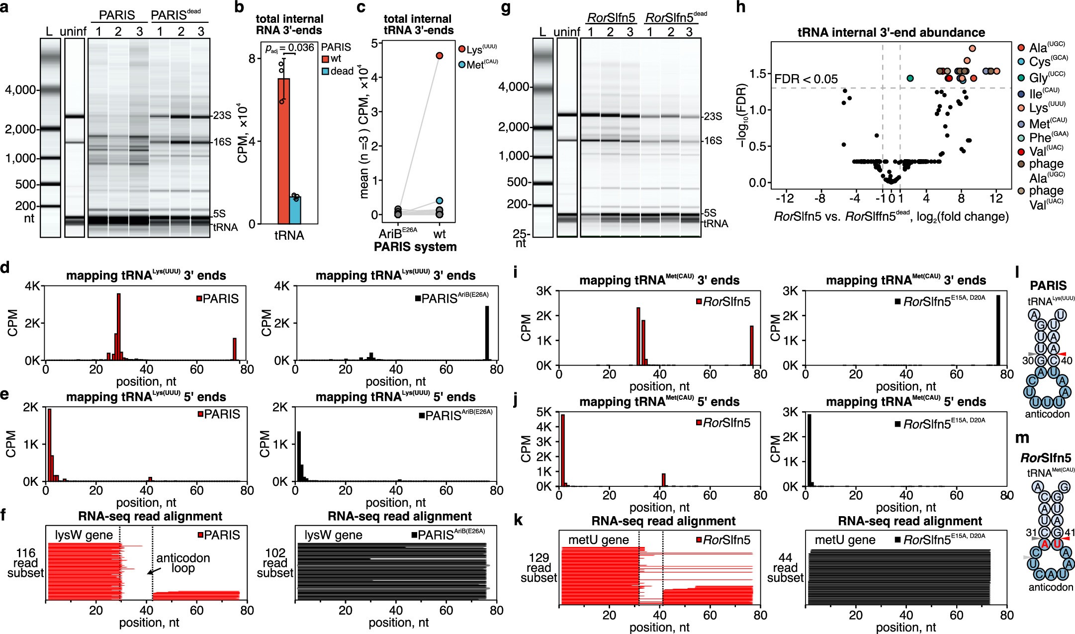 Extended Data Fig. 6: Phage-activated RorSlfn5 cleaves tRNA anticodon arm.