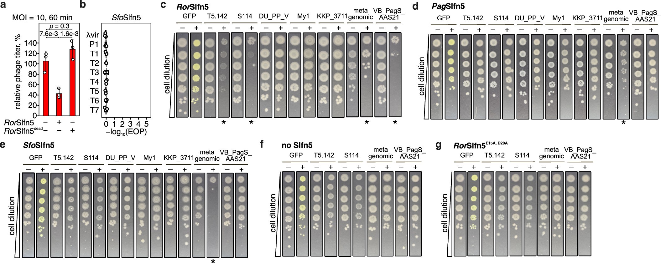 Extended Data Fig. 2: T5 phage tail assembly protein triggers pSlfn5-mediated phage defense.