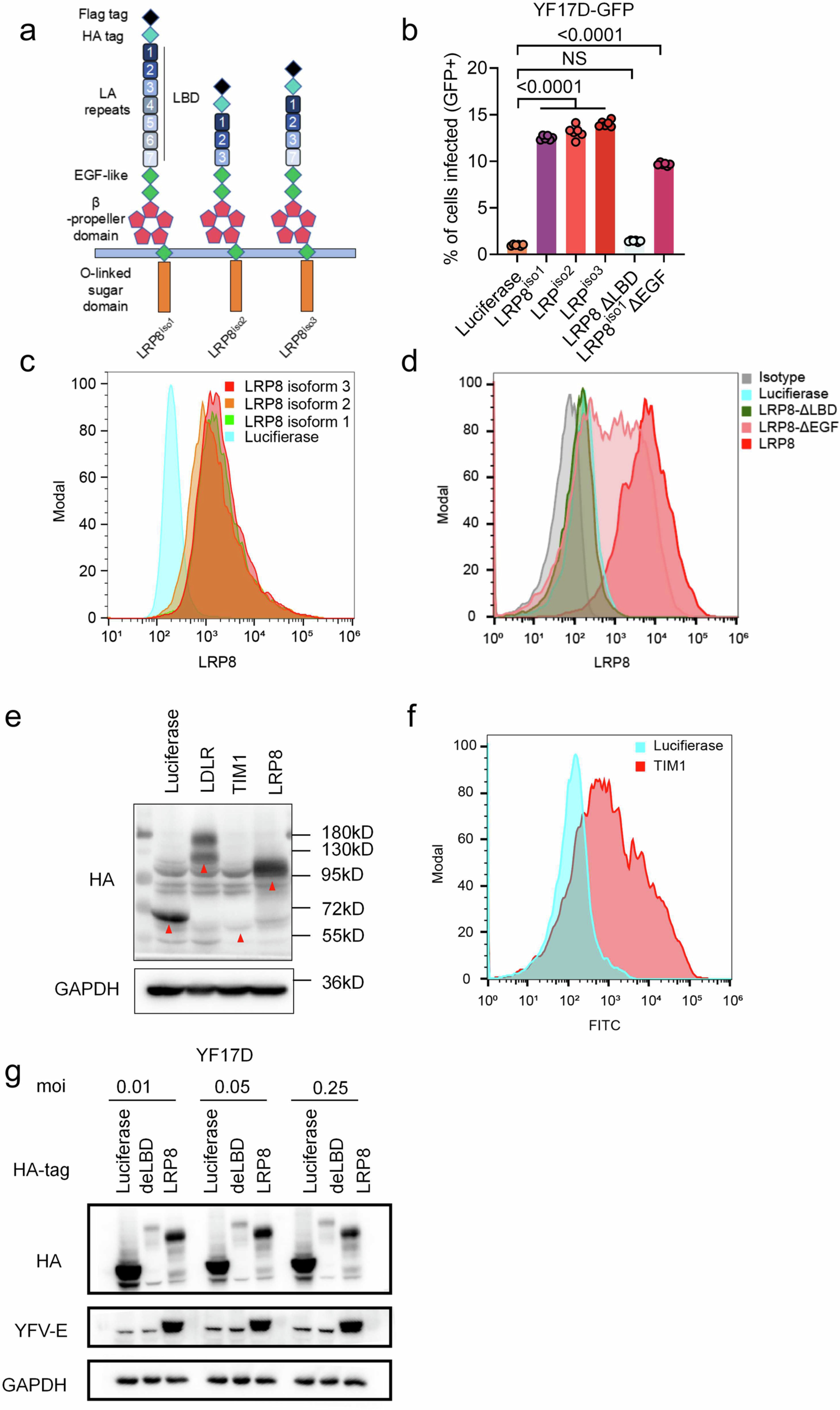 Extended Data Fig. 1: Different major isoforms of LRP8 have similar activities in promoting YF infection.