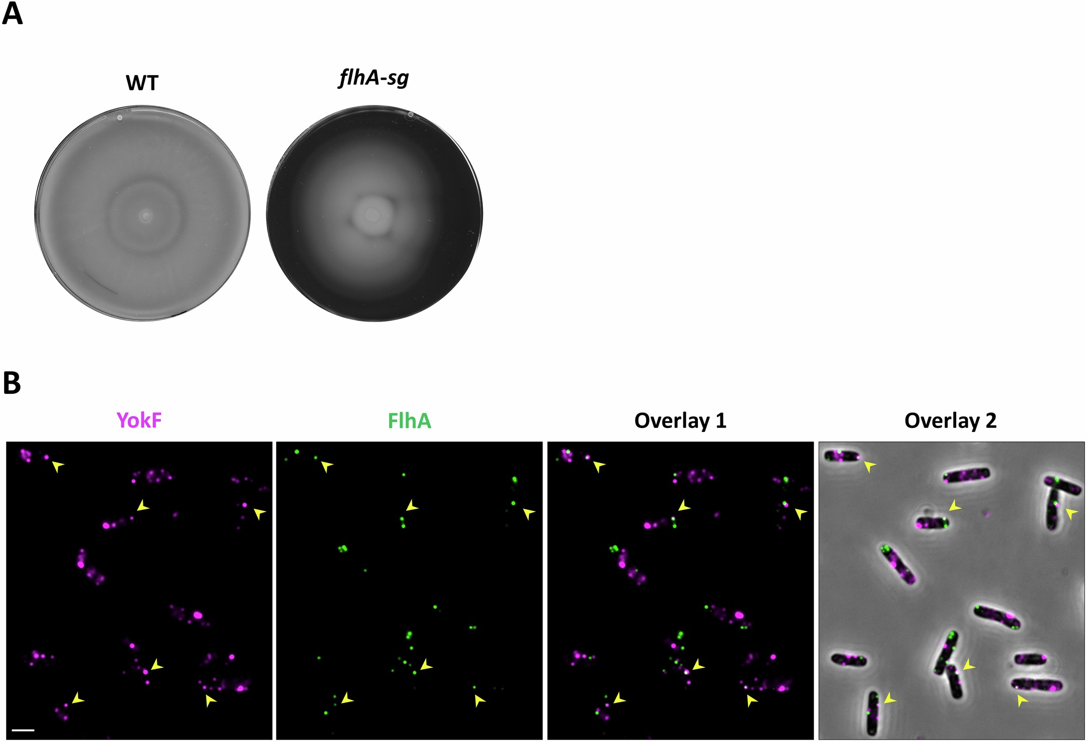 Extended Data Fig. 6: YokF colocalizes with FlhA.