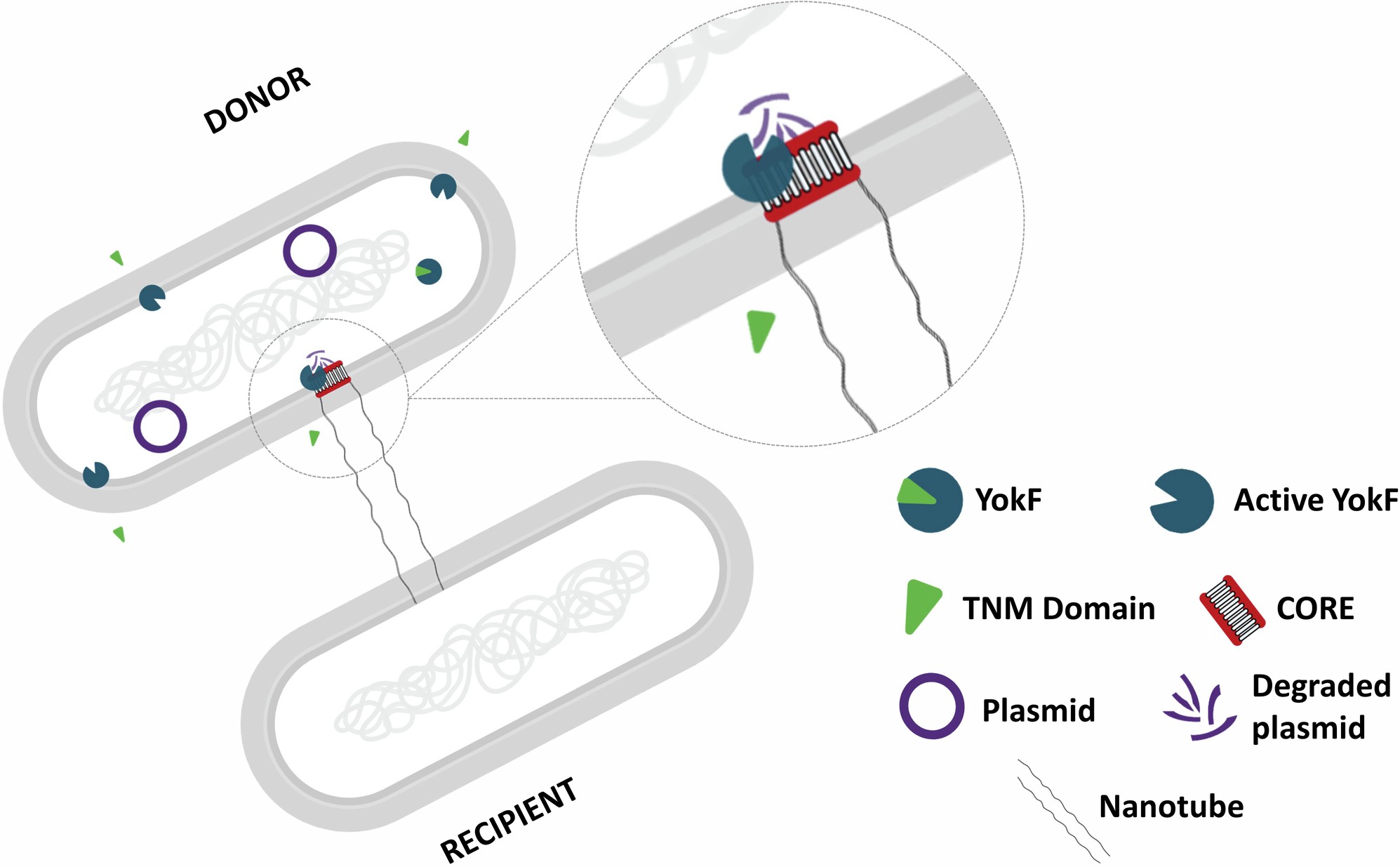 Extended Data Fig. 9: A model for YokF anti-NPex activity.
