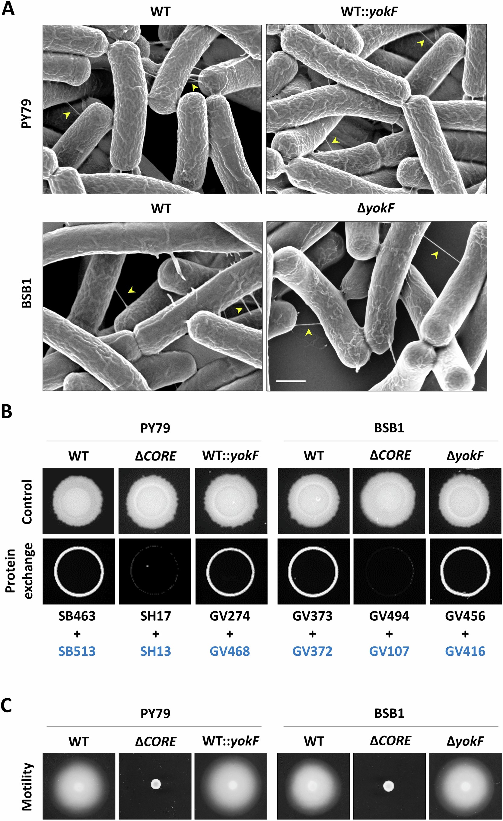 Extended Data Fig. 3: YokF does not inhibit nanotube formation or protein exchange.