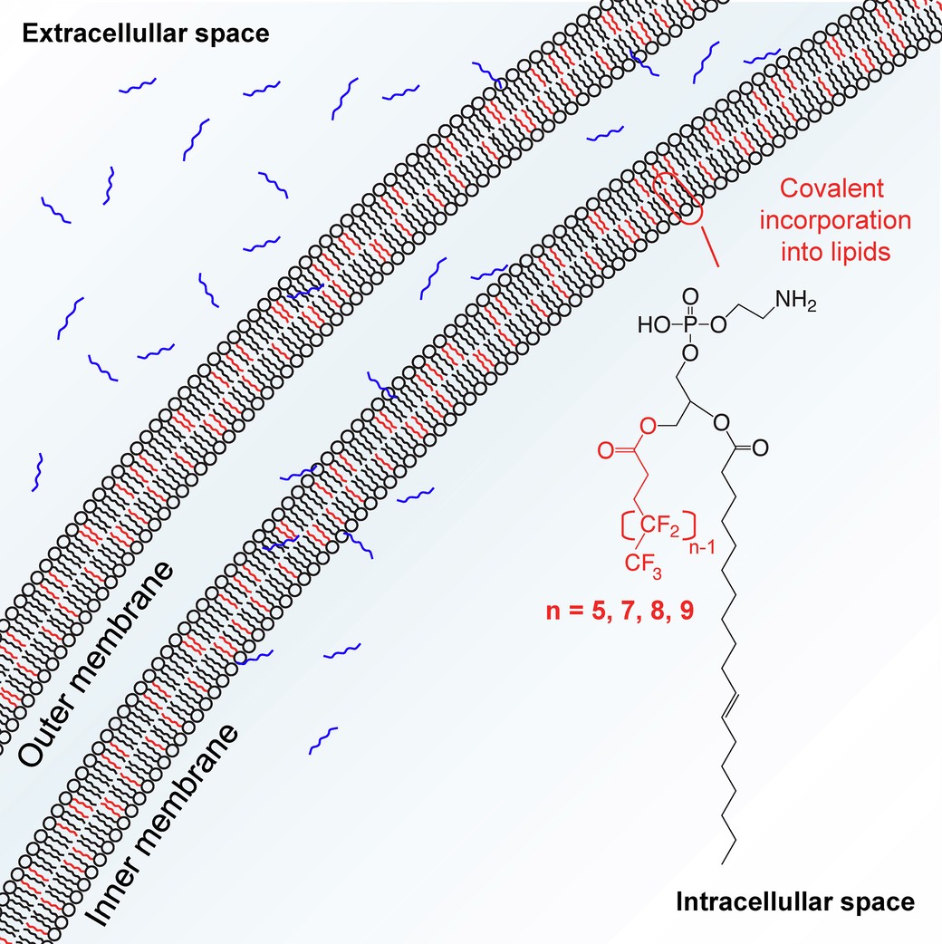 Extended Data Fig. 1: Schematic illustrating the covalent incorporation of aqueous n:3 FTCAs into the bacterial lipid bilayer and the formation of fluoromembranes.