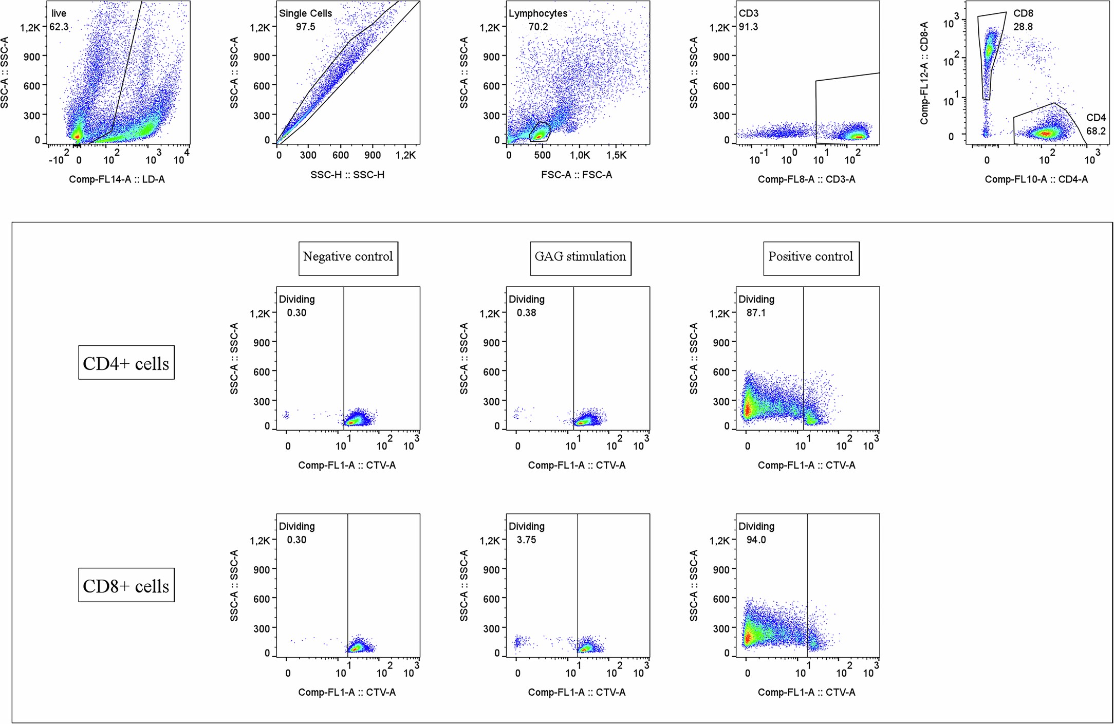 Extended Data Fig. 2: Gating strategy for lymphocyte proliferation.