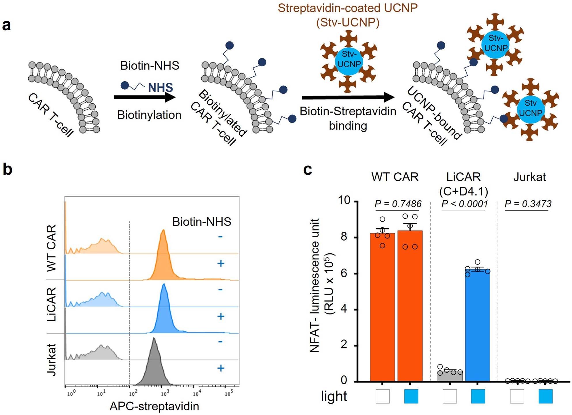 Extended Data Fig. 9: Biotinylated LiCAR T-cells remain fully functional and can be coupled with UCNPs that are surface coated with streptavidin (Stv-UCNPs).
