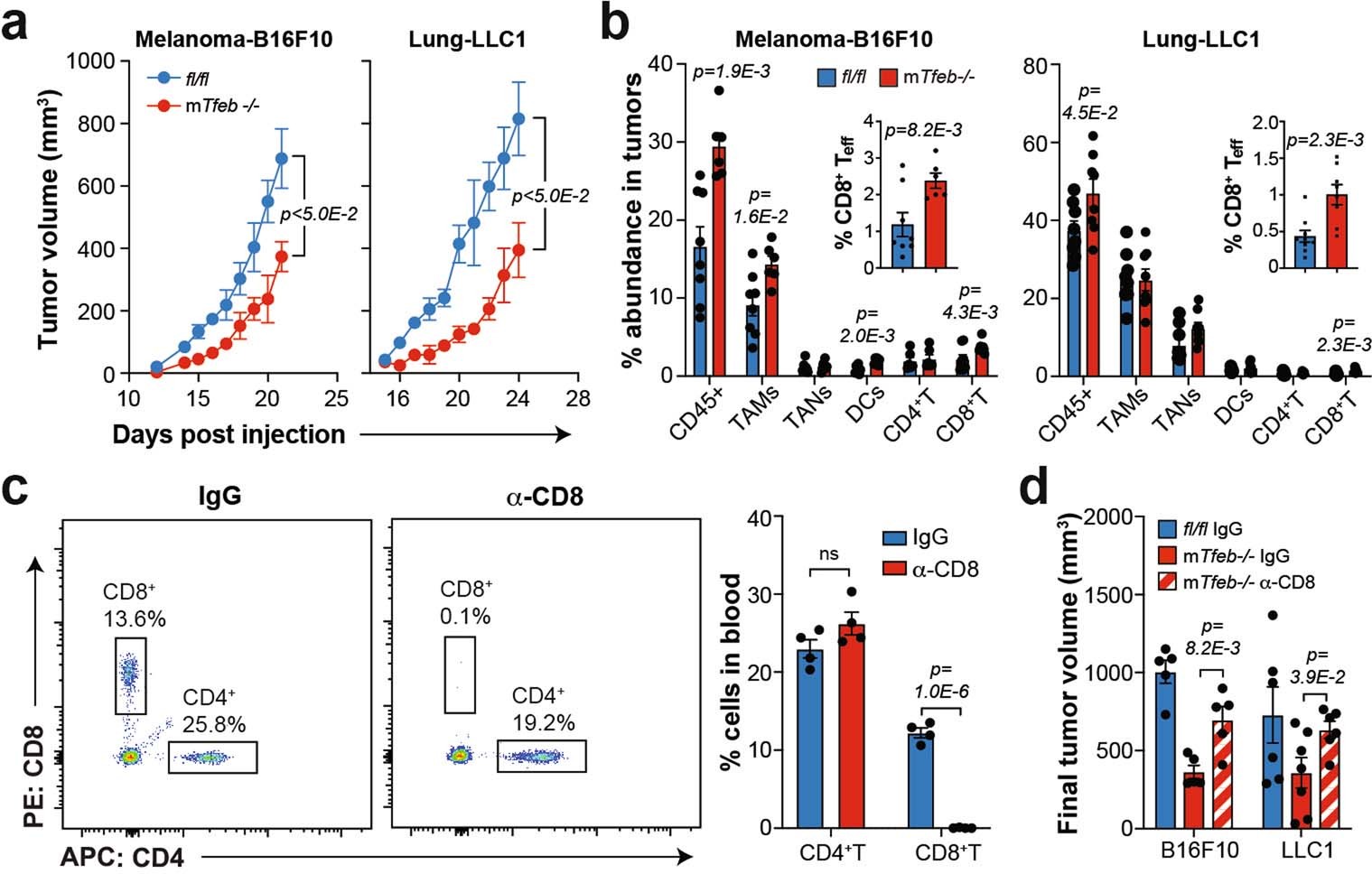 Extended Data Fig. 4: Deleting Tfeb in myeloid cells attenuates tumor growth via CD8+ T cells (B16F10 & LLC1 models).