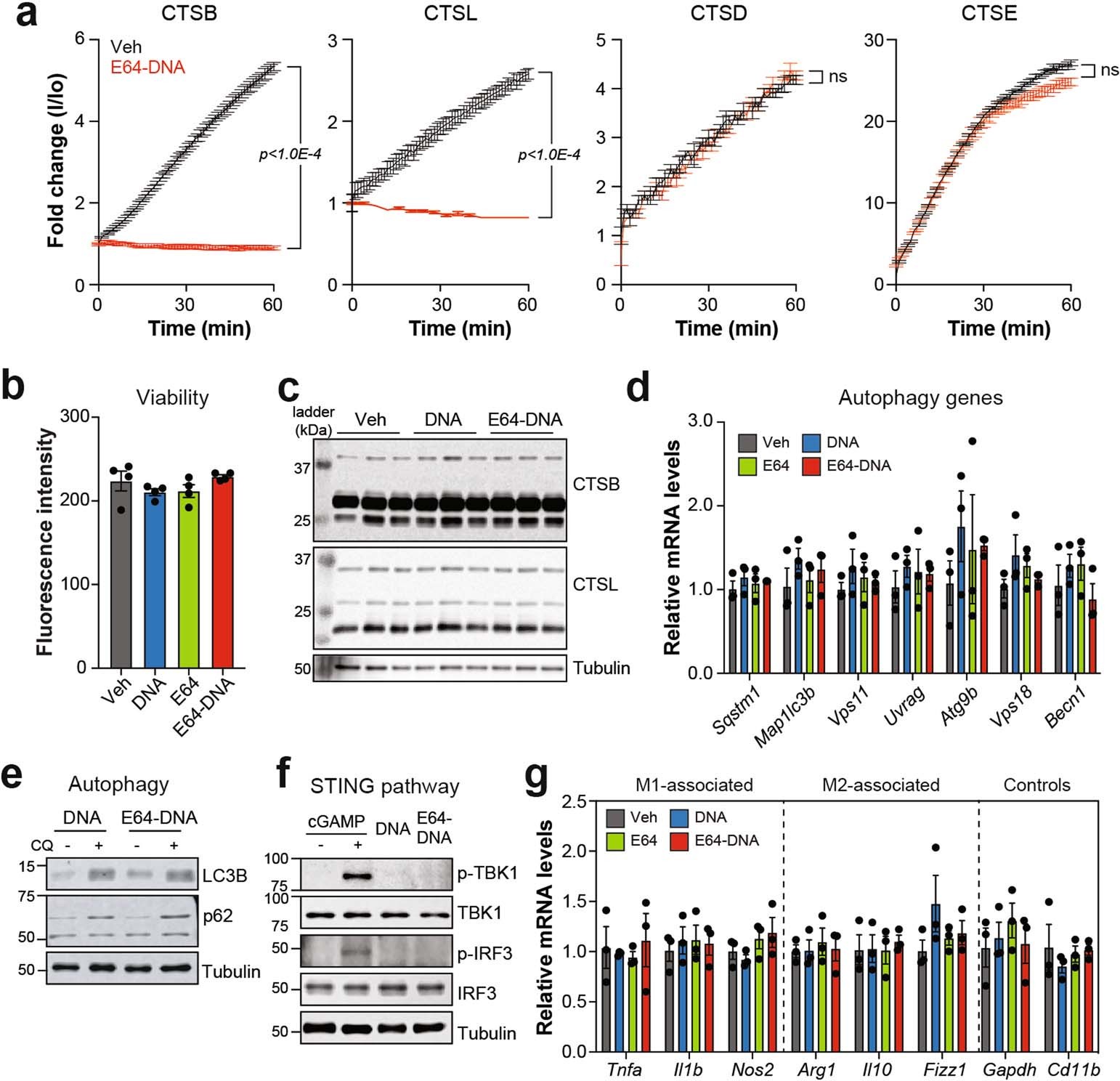 Extended Data Fig. 6: Effects of E64-DNA on the functional properties of TAMs.