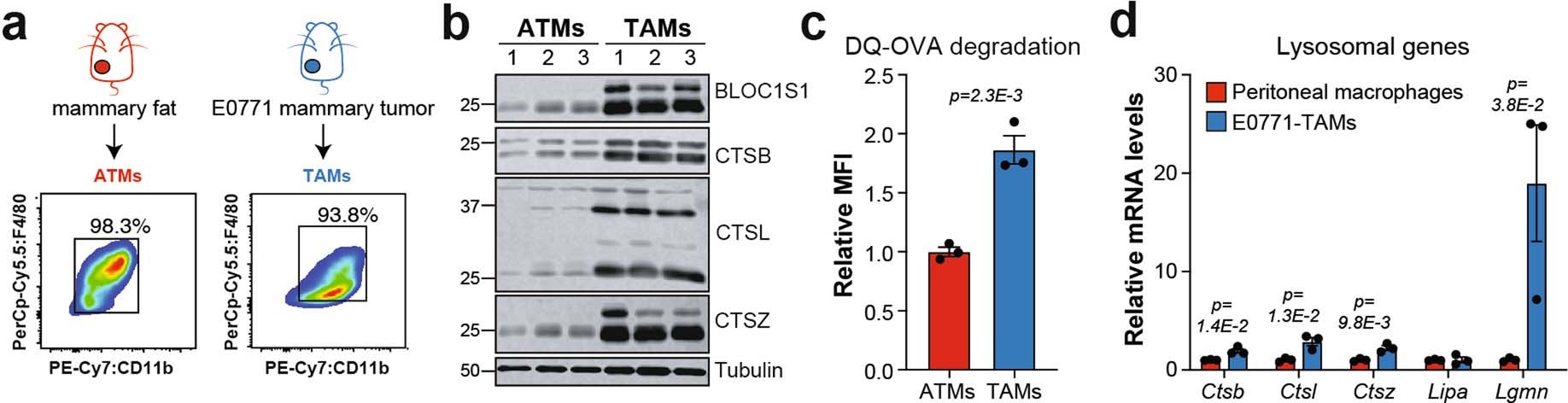 Extended Data Fig. 2: TAMs exhibit increased lysosomal enzyme levels and activity.