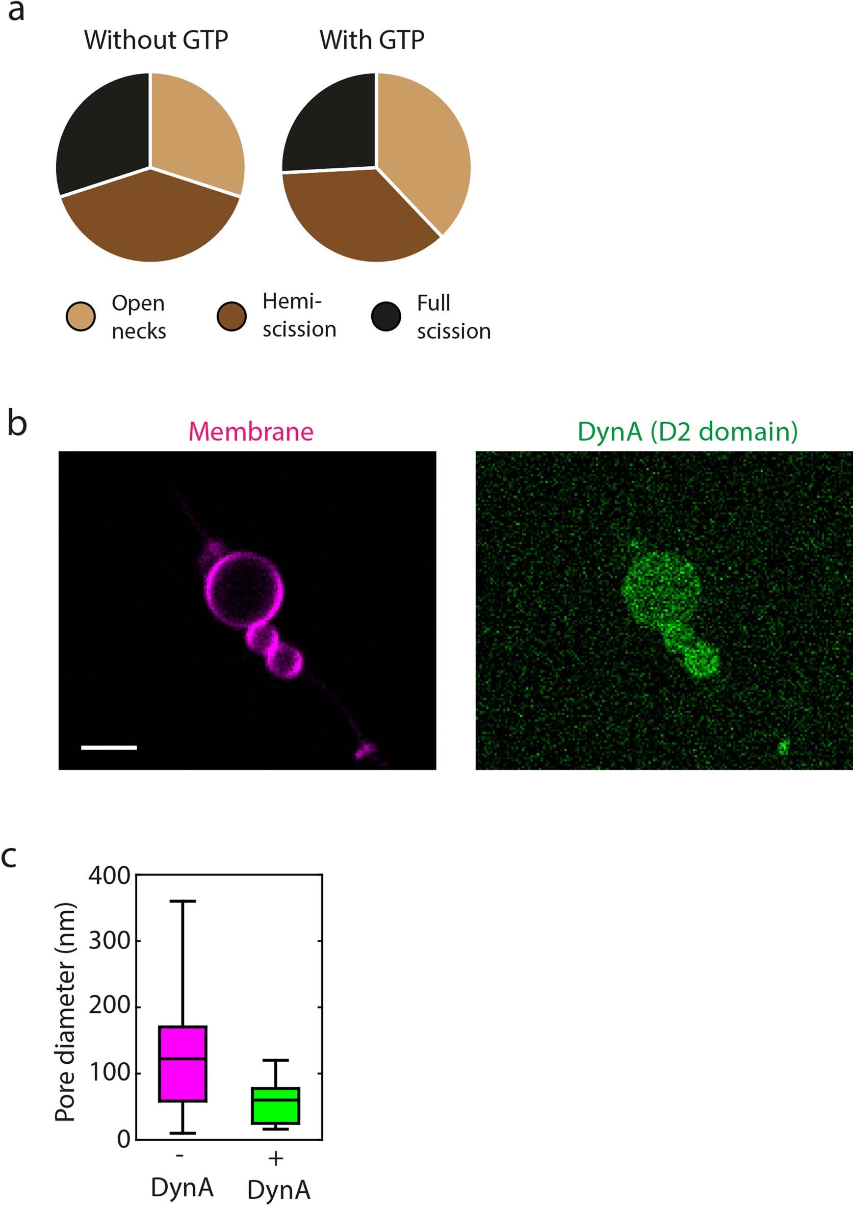 Extended Data Fig. 6: Membrane remodelling by DynA in different experimental conditions.