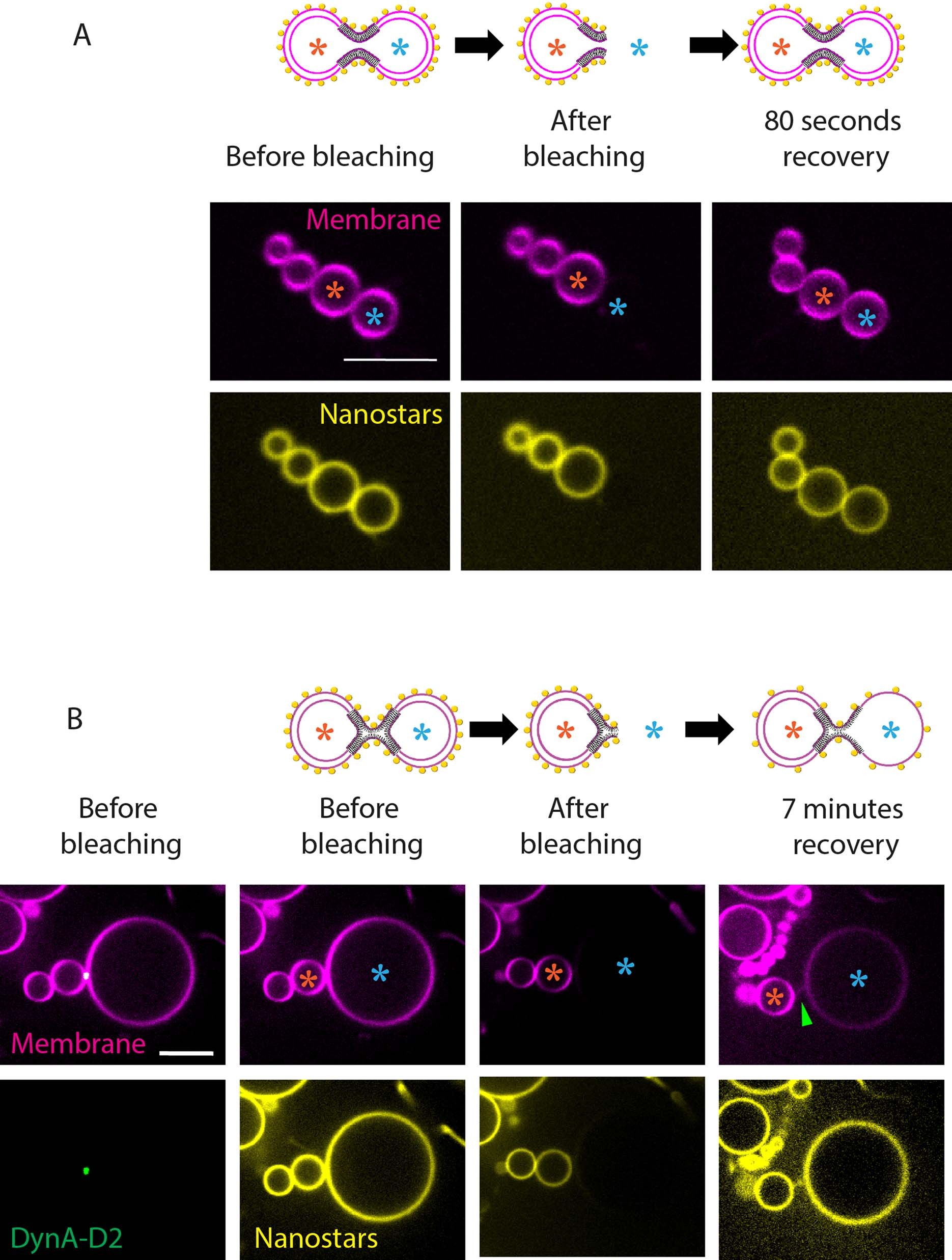 Extended Data Fig. 7