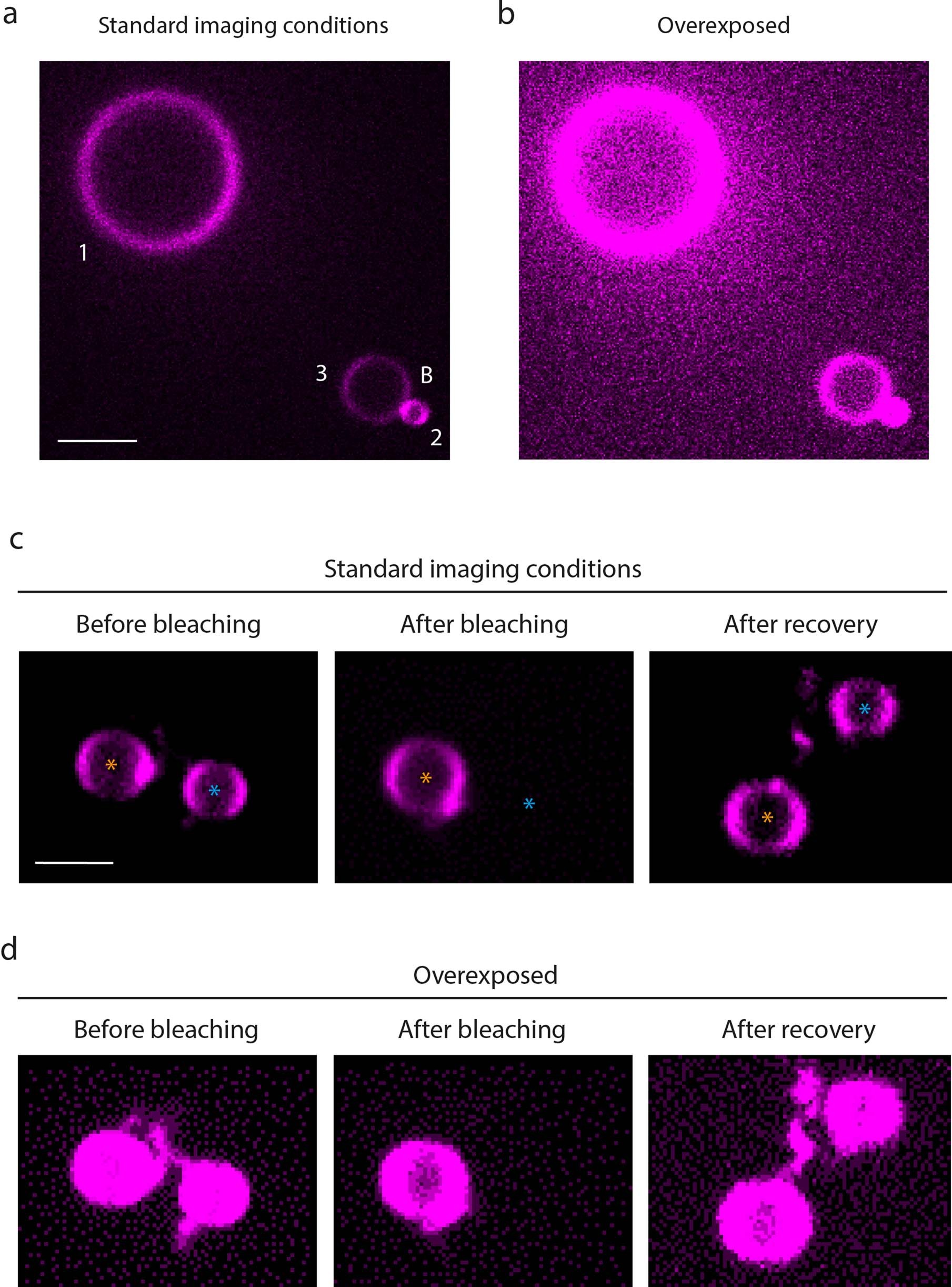 Extended Data Fig. 9: Lobe detachment upon scission and visualization of nanotube.