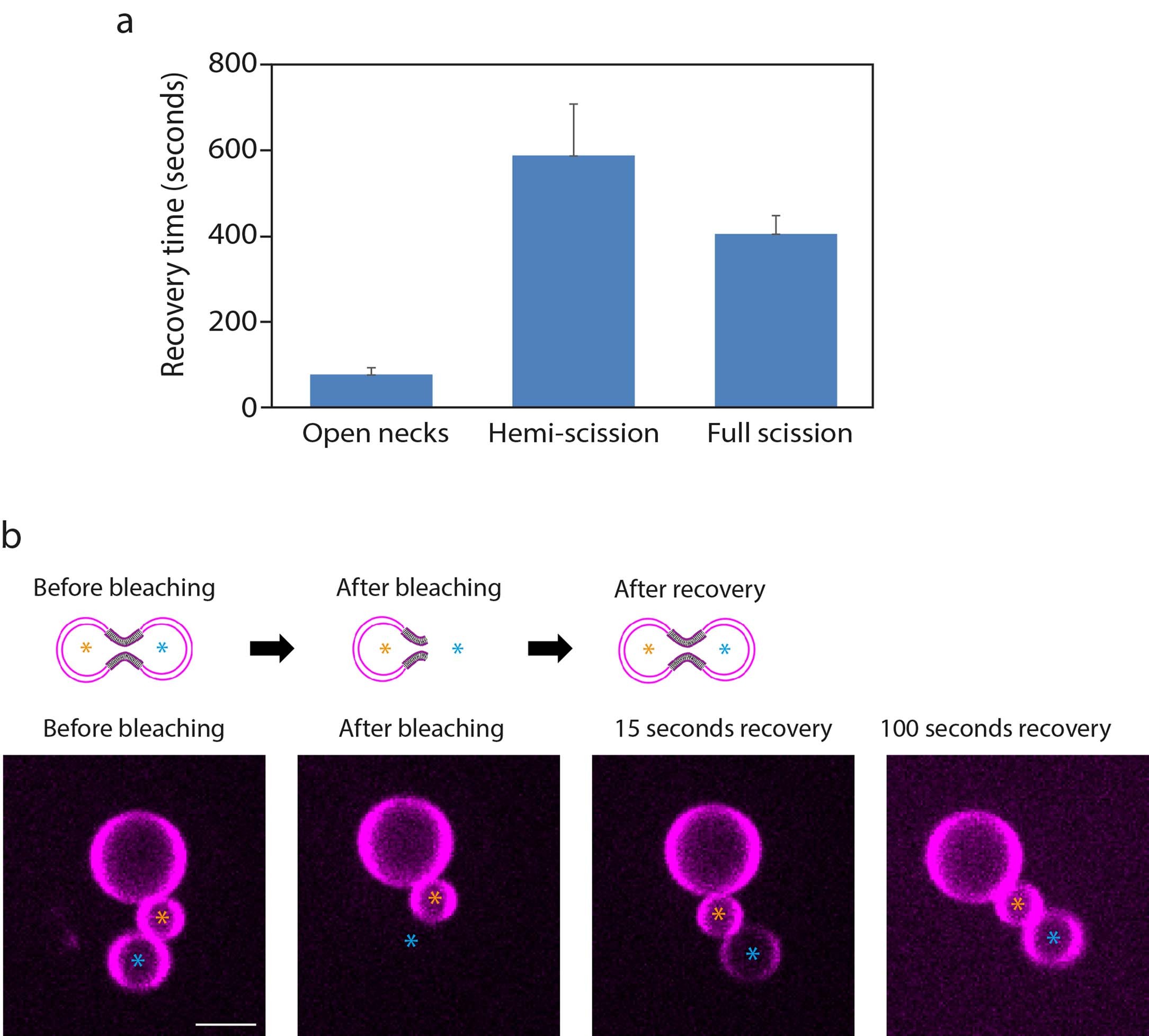 Extended Data Fig. 3: Recovery times in FRAP experiments and example of open neck in the absence of DynA.