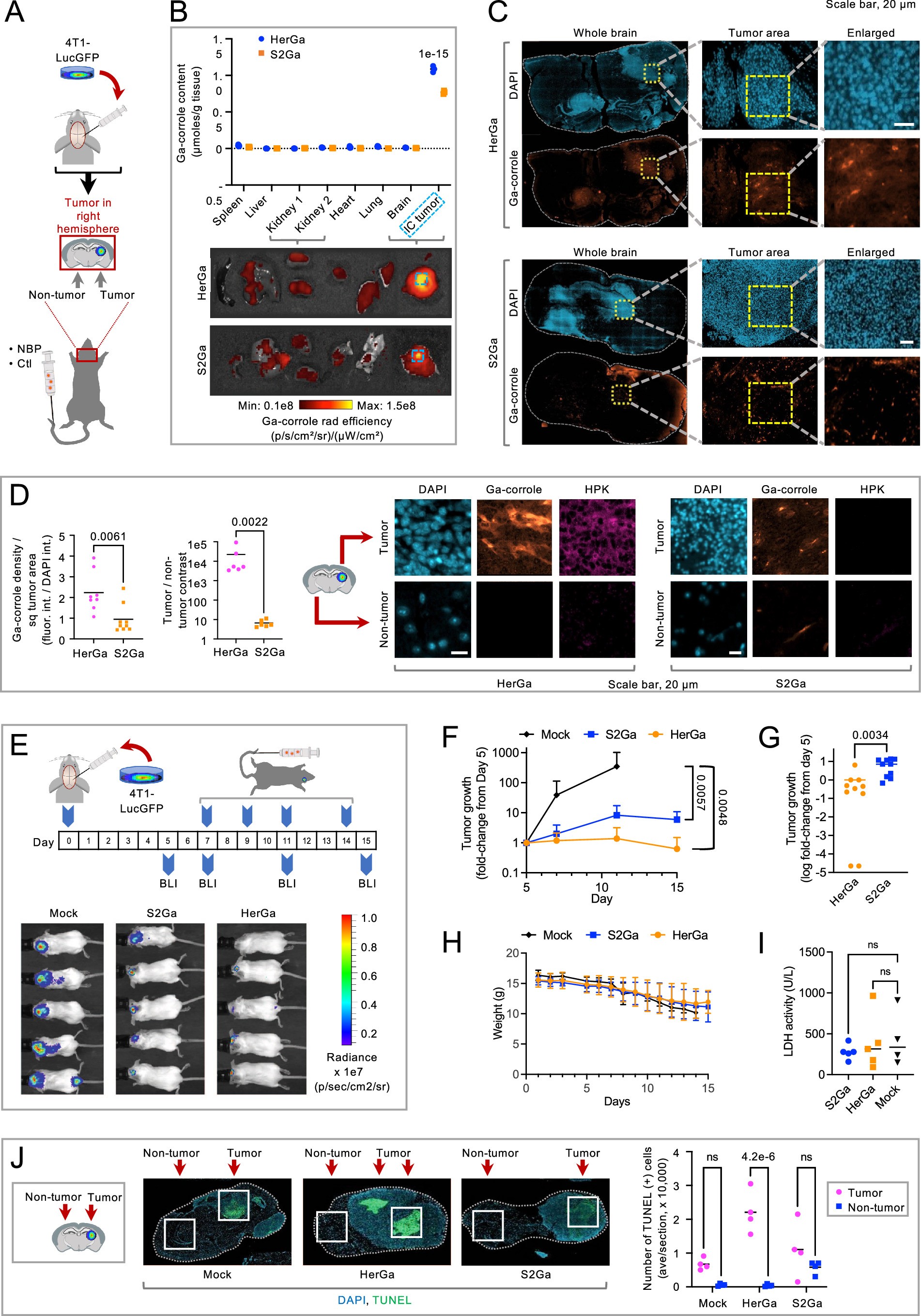 Extended Data Fig. 1: Comparison to serum transferrin (Tf).