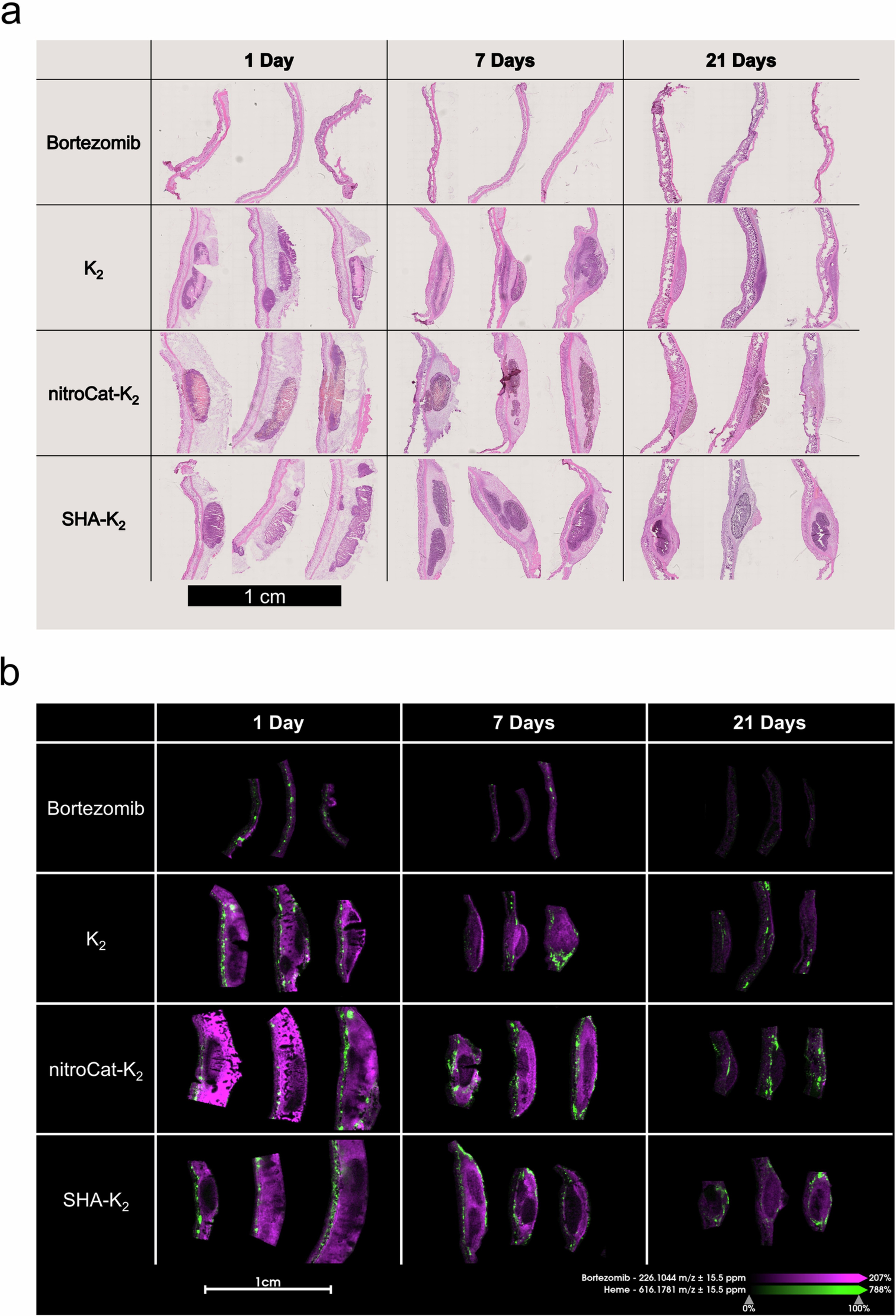 Extended Data Fig. 5: Hematoxylin & eosin staining and mass spectrometry imaging of injection site tissues.