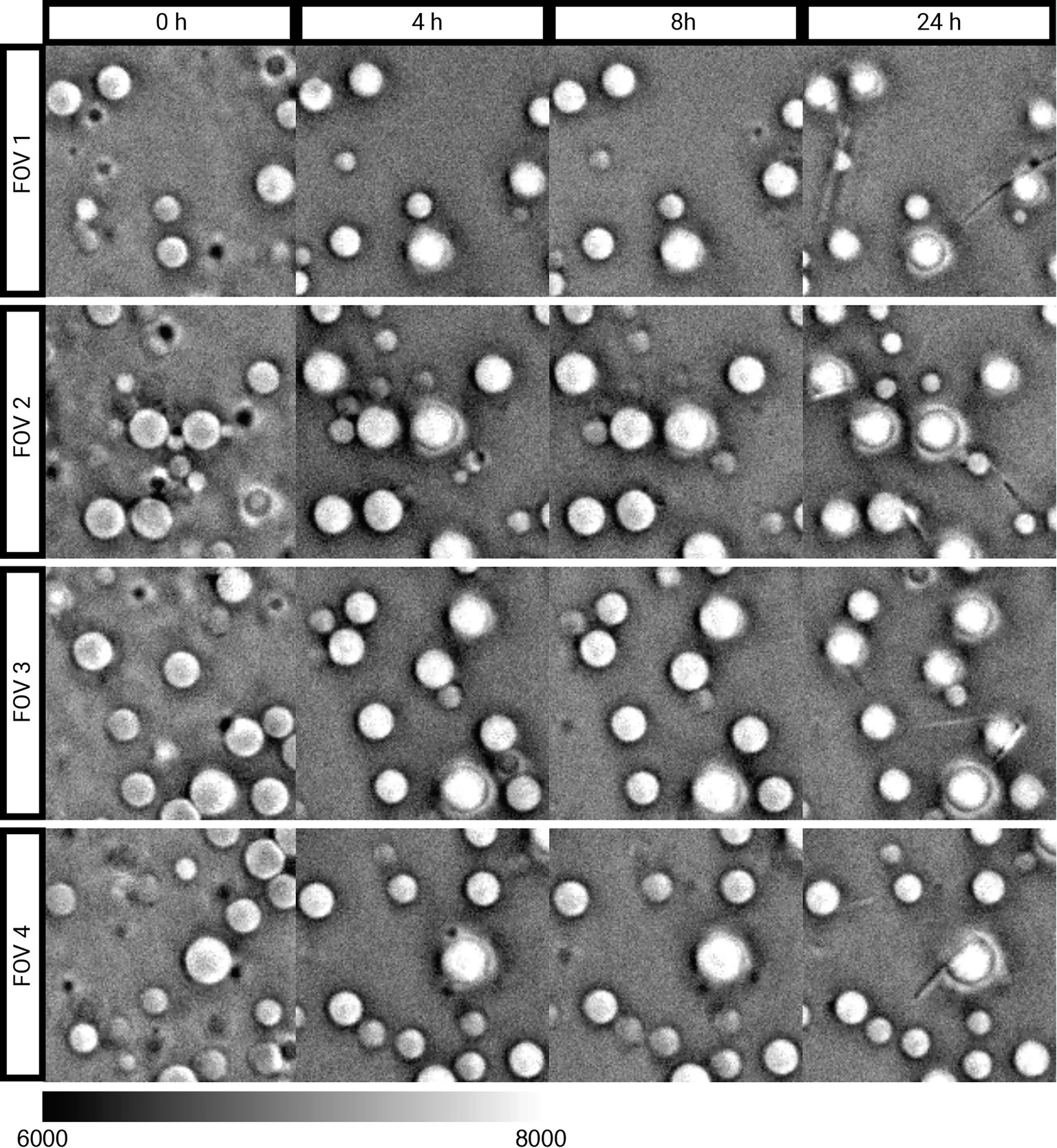 Extended Data Fig. 6: Bright field images of condensates in a representative FOV undergoing aging.