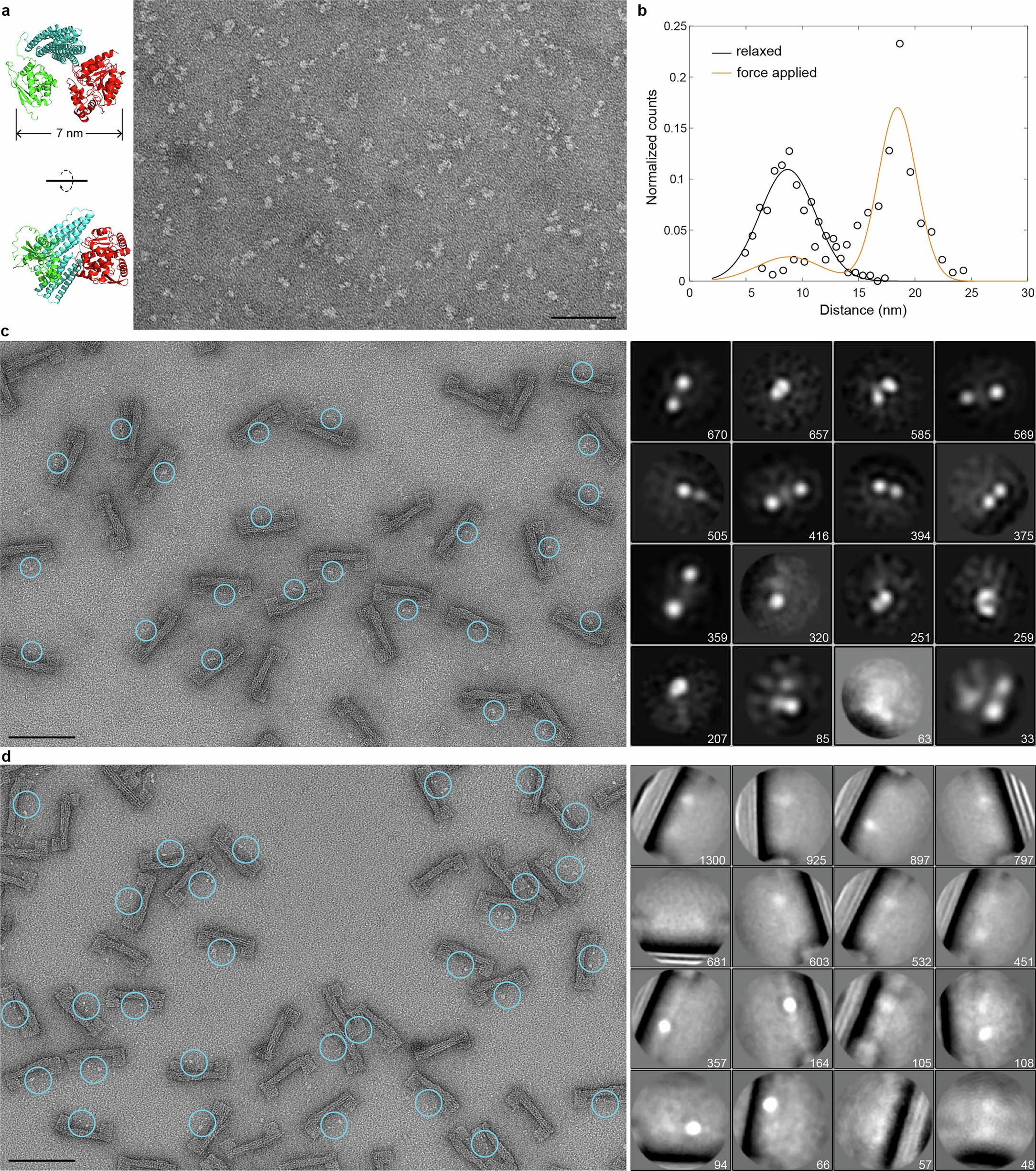 Extended Data Fig. 5: TEM characterization of S-R1-R2-H and Origami-R1-R2.