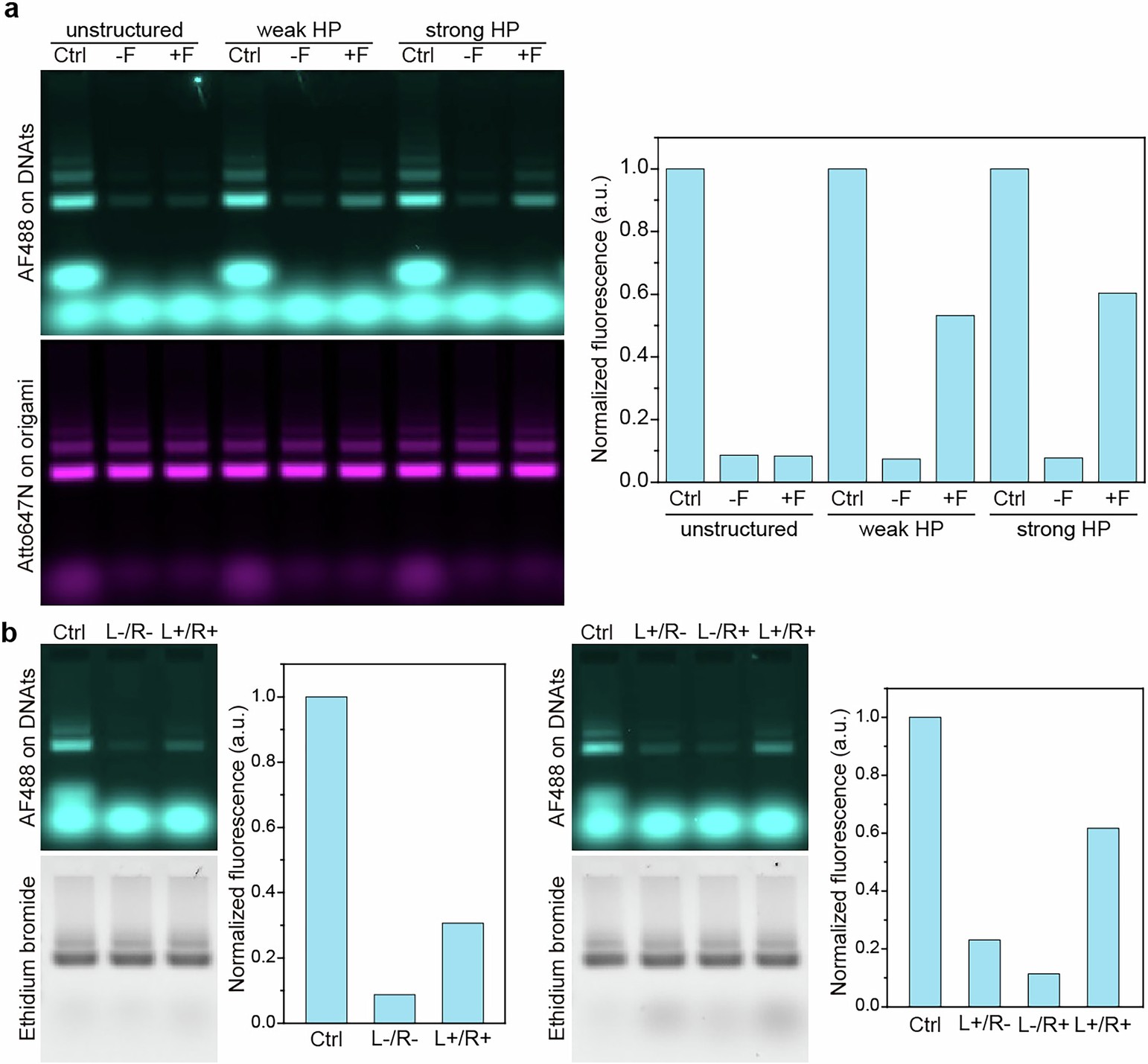 Extended Data Fig. 6: DNAts stretched by various spring configurations.
